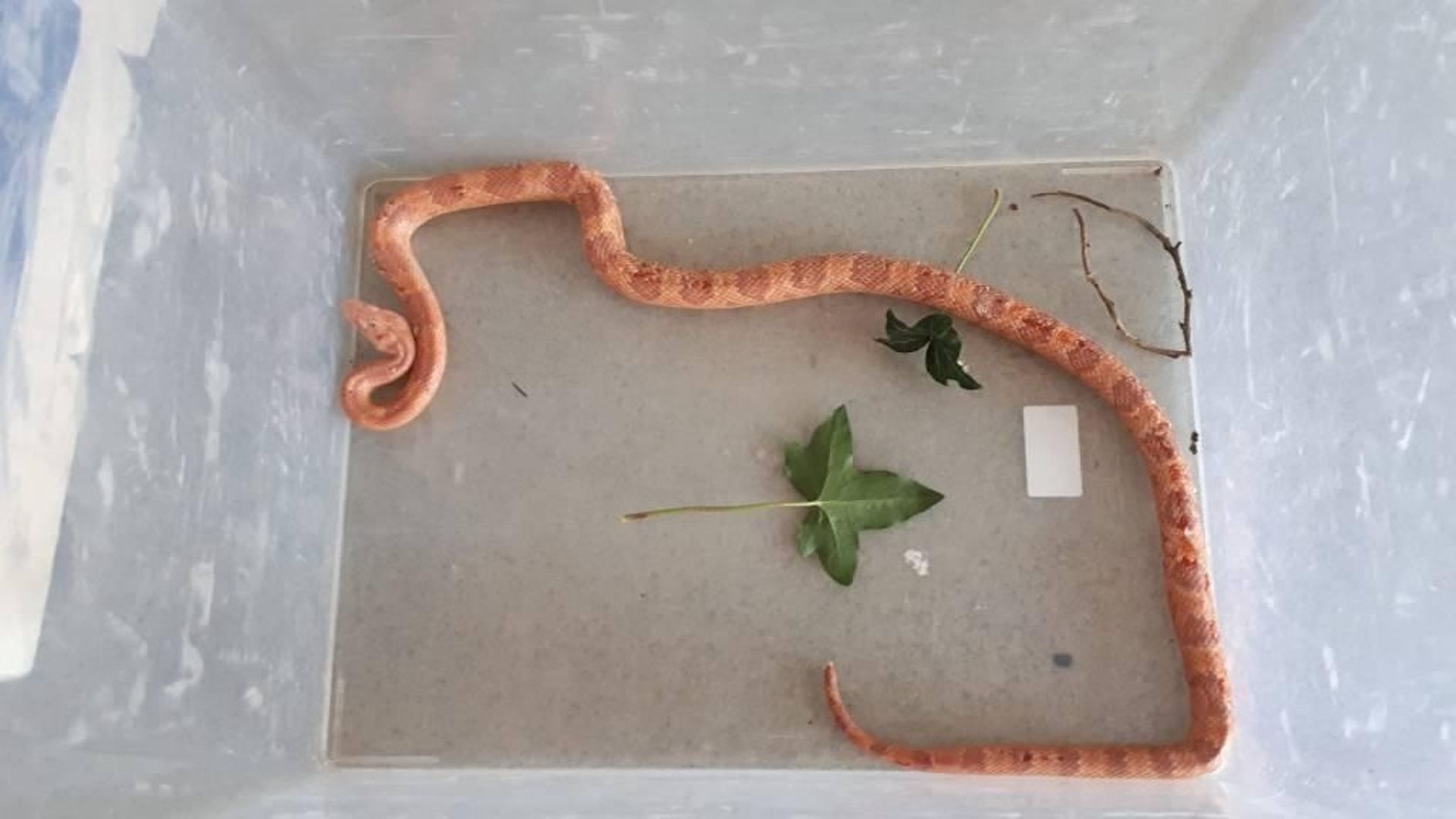 Un serpent de 2 m capturé dans un arbre - Le Parisien