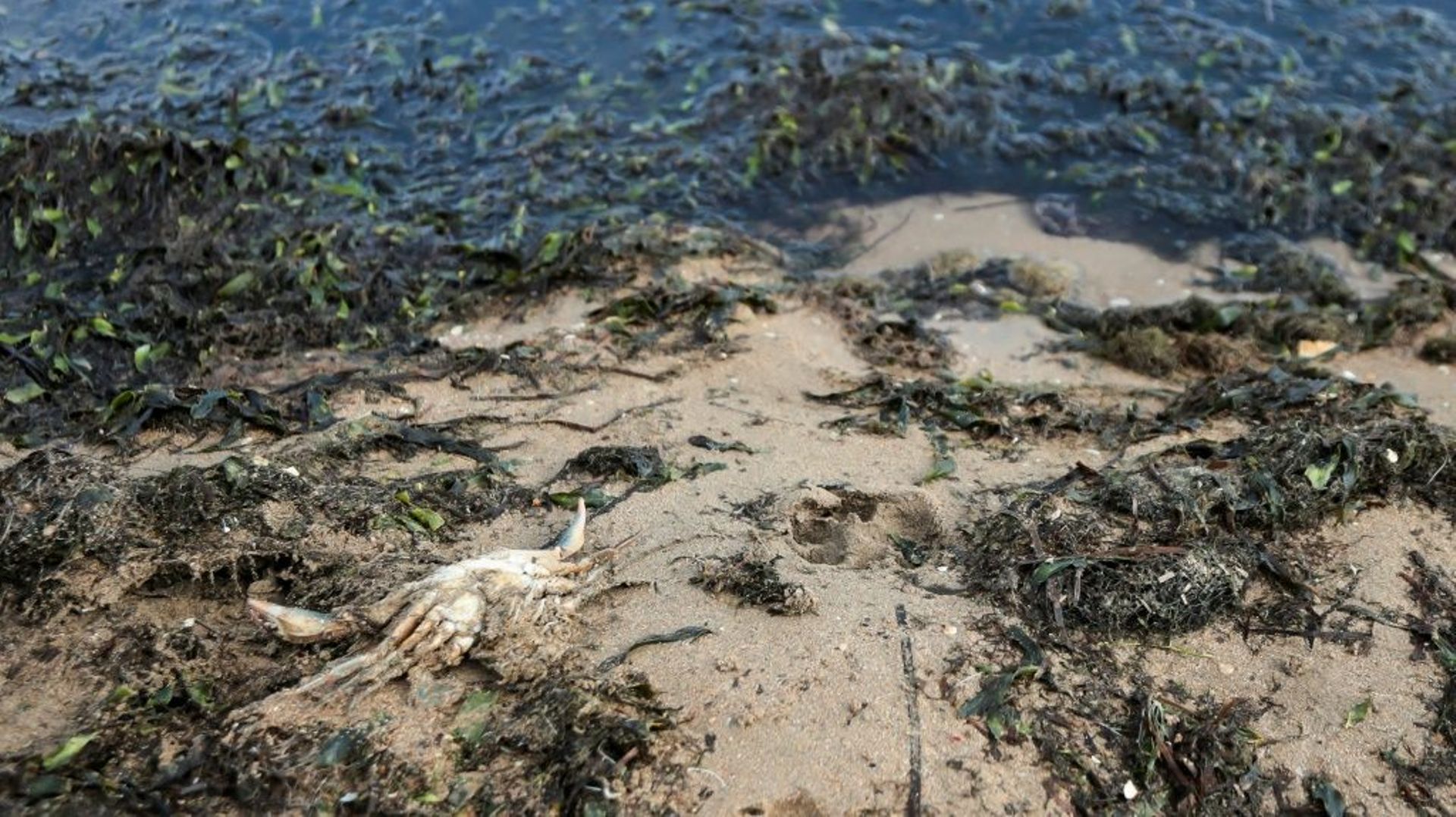 Un crabe mort au milieu d'algues, sur le rivage de la mer Mineure, à Puerto Bello de la Manga (sud-est de l'Espagne), le 25 août 2021