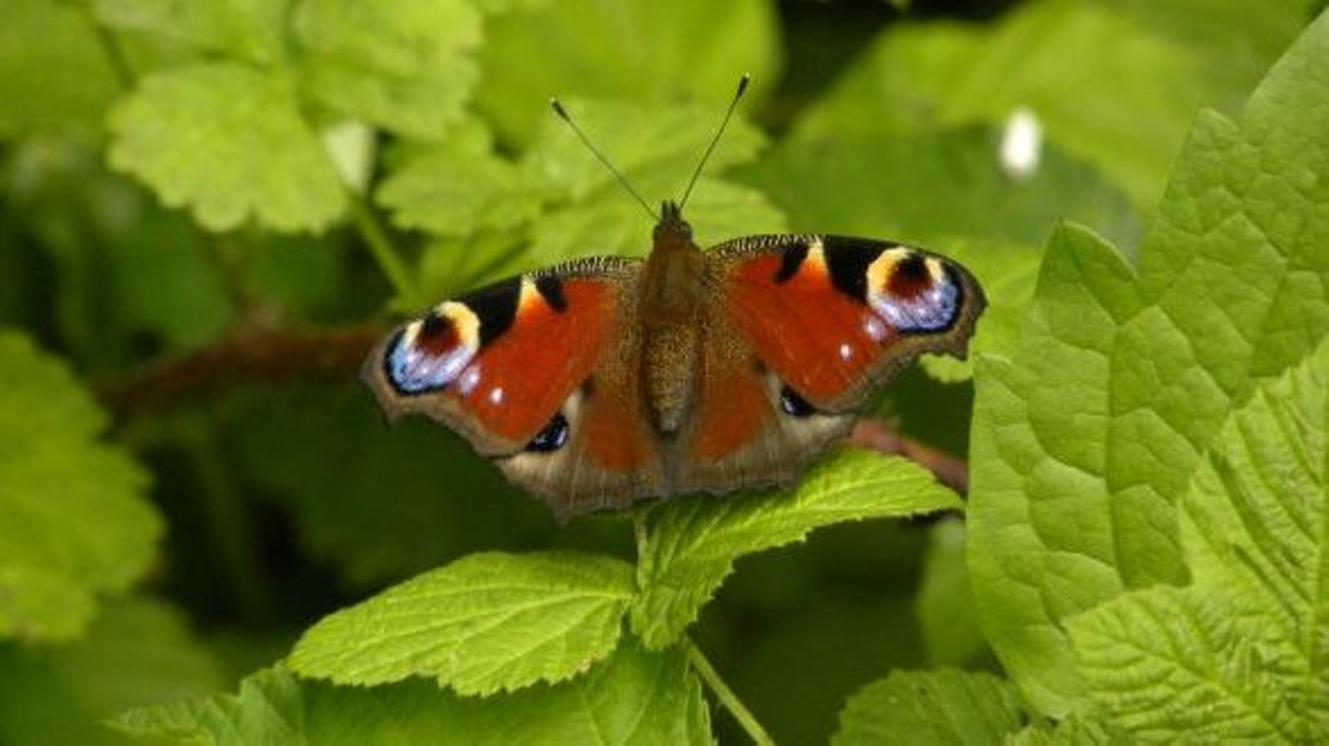 Devine qui papillonne au jardin? Piéride et "carte géographique" rtbf.be
