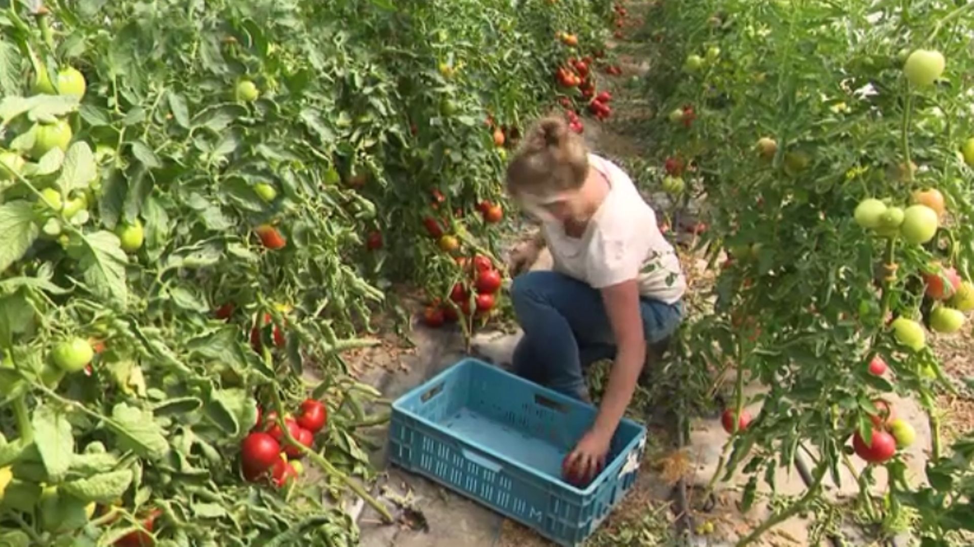 Pour Hélène Schiepers, la récolte de tomates est abondante cet été.