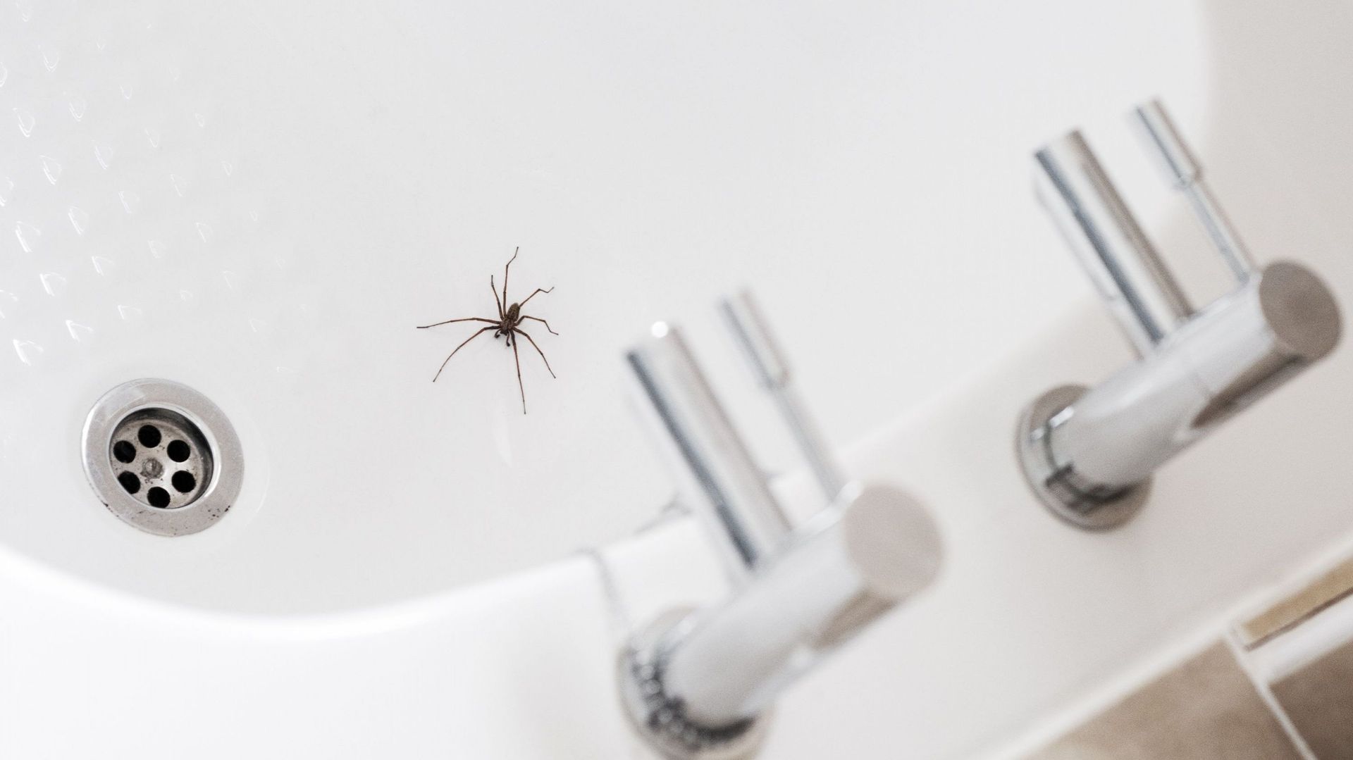 Comment faire pour éloigner les araignées de la maison?