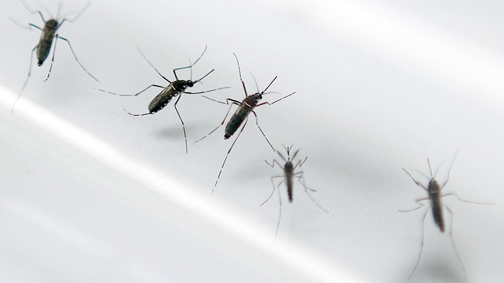 Virus Zika: un insecticide à l'origine des malformations crâniennes des fœtus?