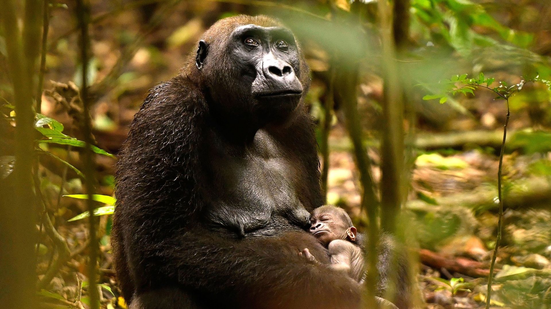 Jardin extraordinaire : direction le Gabon à la rencontre de nos lointains cousins, les gorilles des plaines occidentales