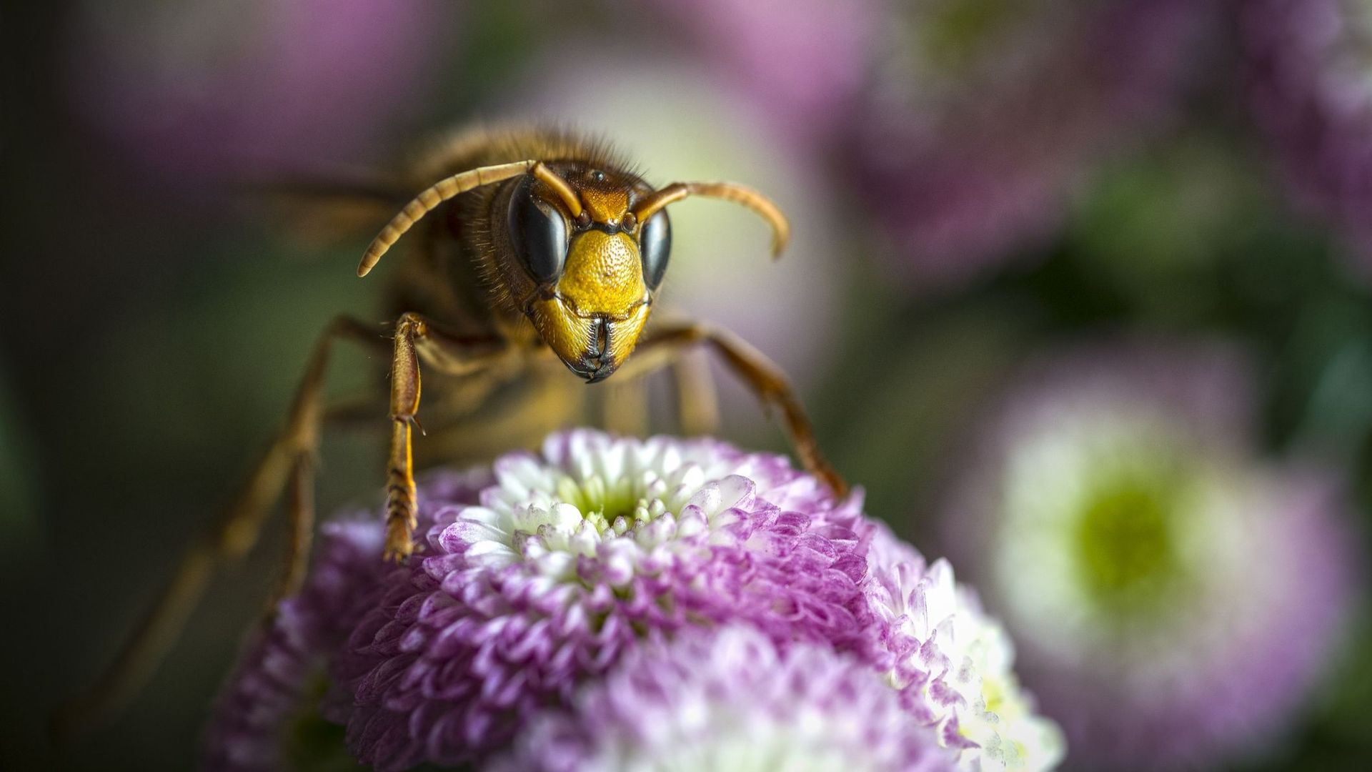 5 gestes bee-friendly à adopter au quotidien.