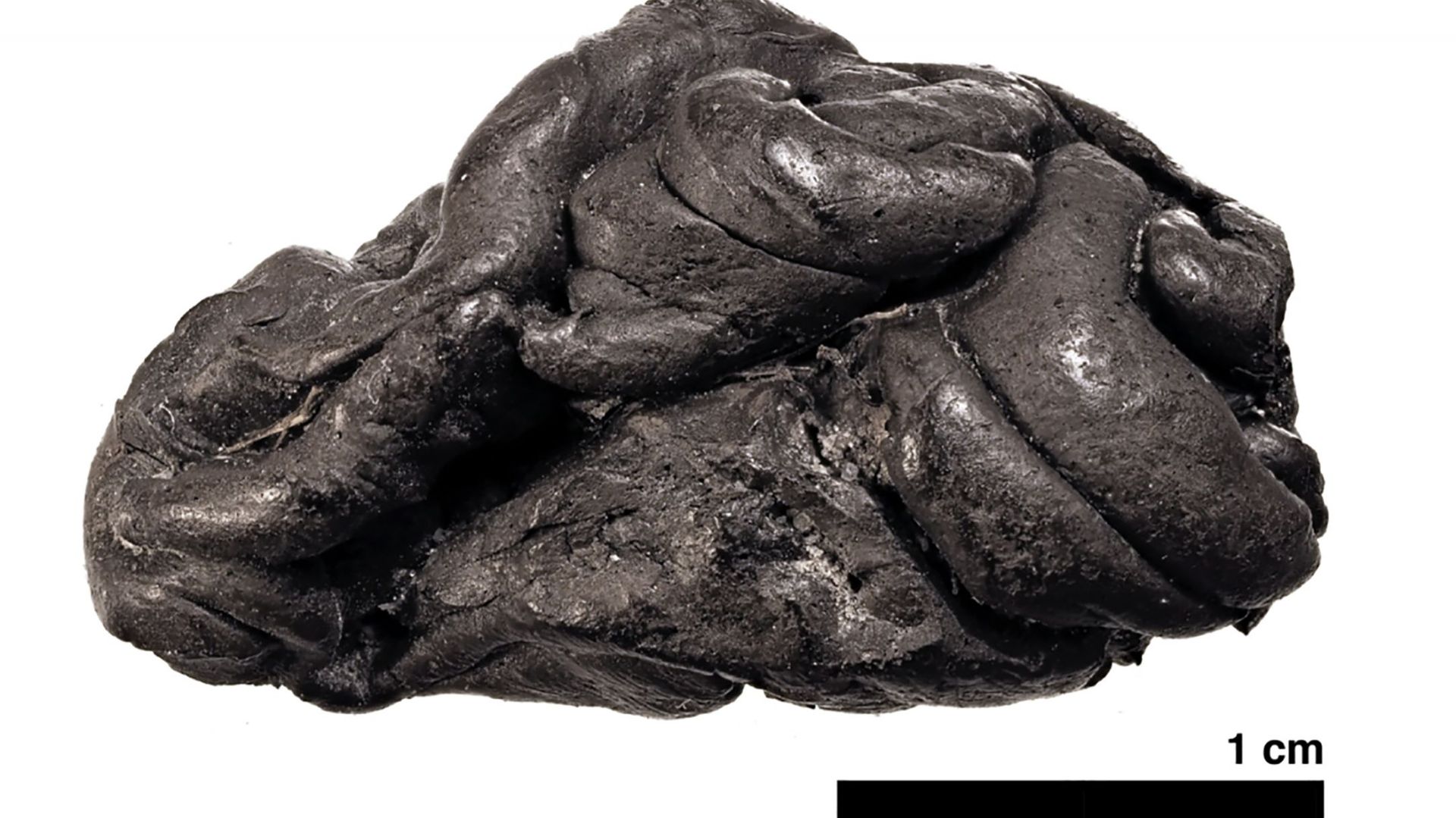 Un "chewing-gum", vieux de 5700 ans, porte des traces d'ADN humain