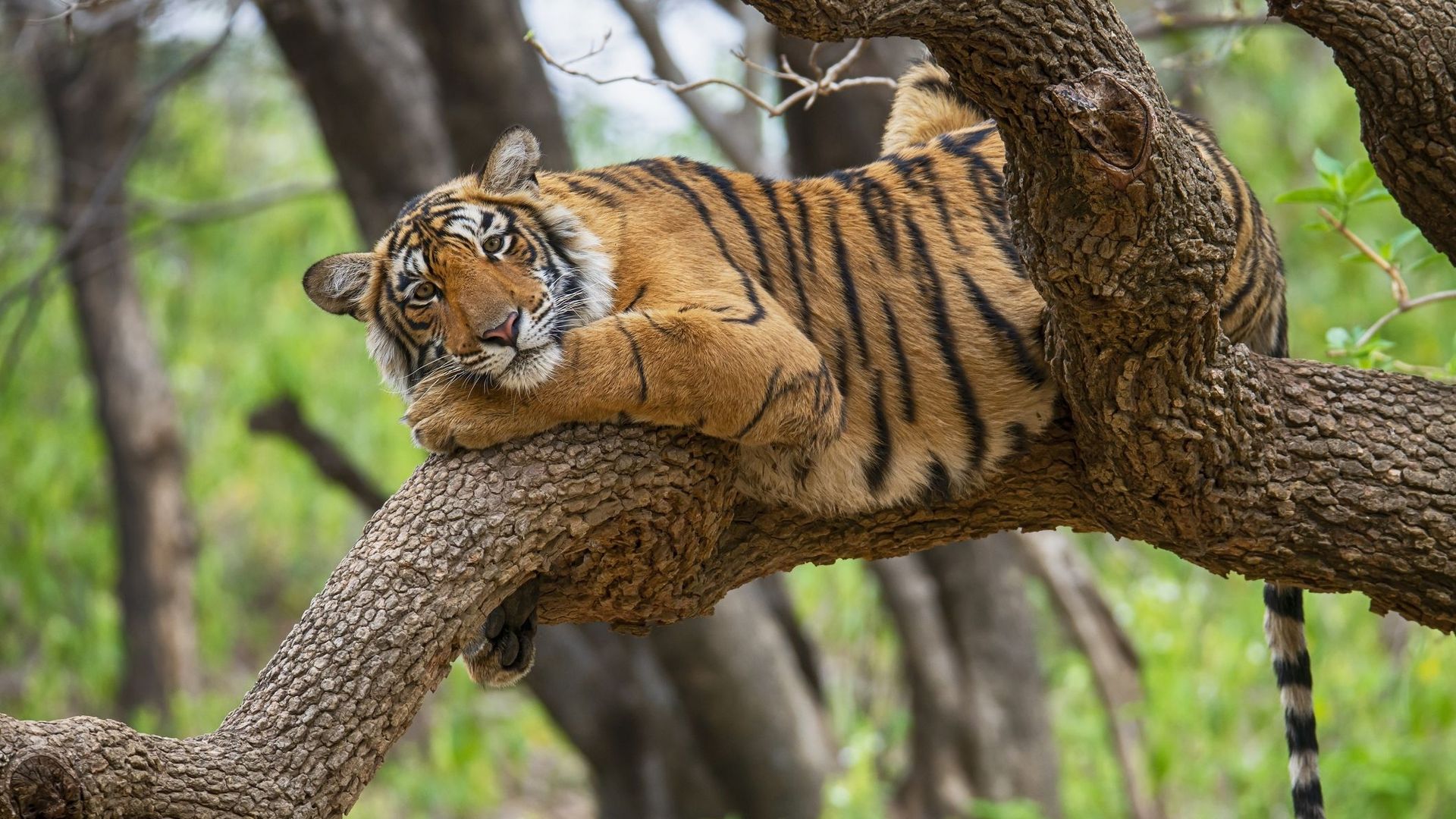 En Inde, la préservation des tigres est bénéfique au climat.