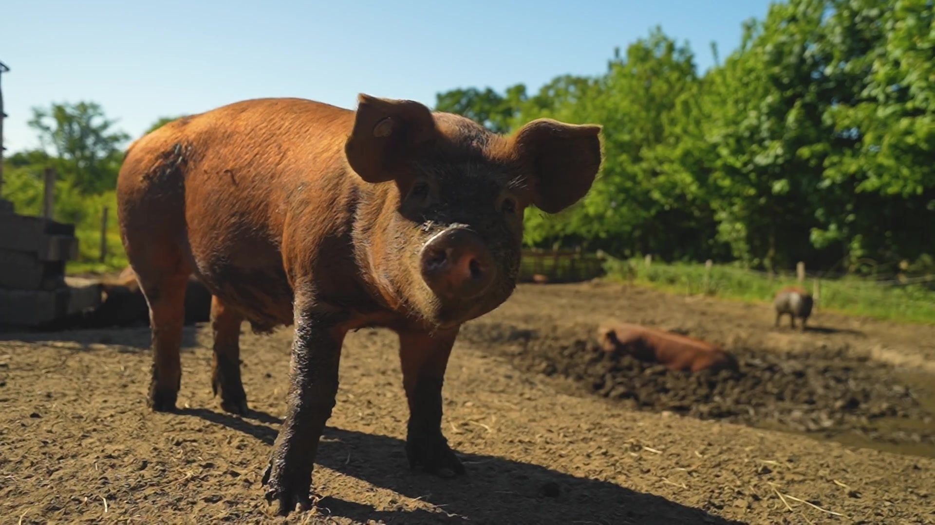 Au Grand Enclos, une ferme citoyenne réinvente le vivre-ensemble avec le vivant