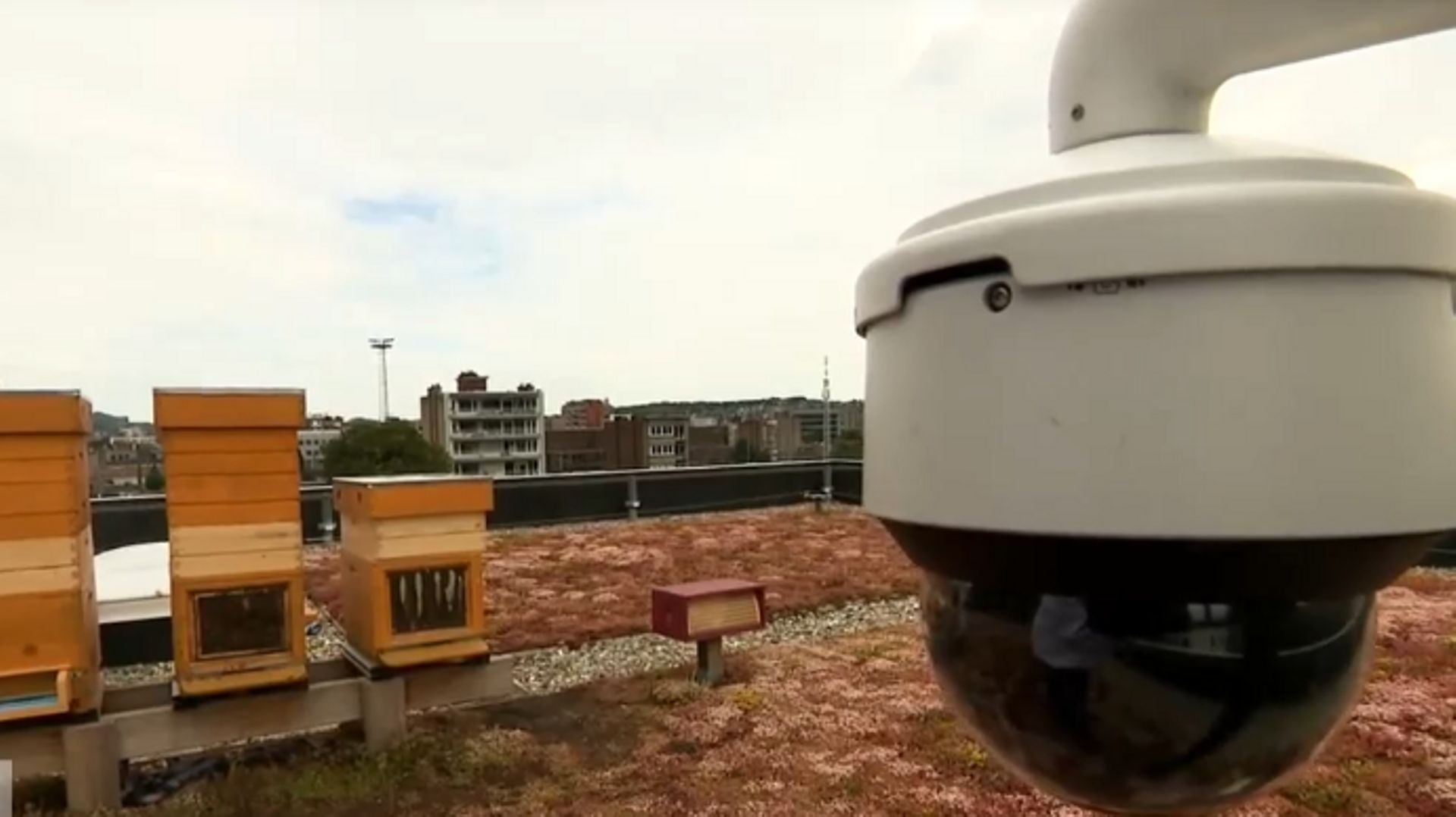 Les ruches sont équipées d'une caméra.
