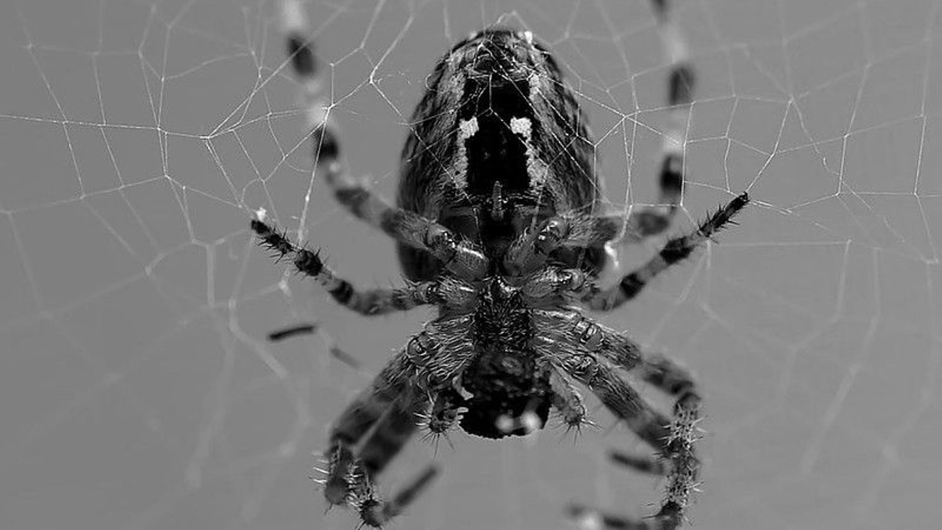 Peur des araignées : une phobie de plus en plus répandue ? - RTBF Actus