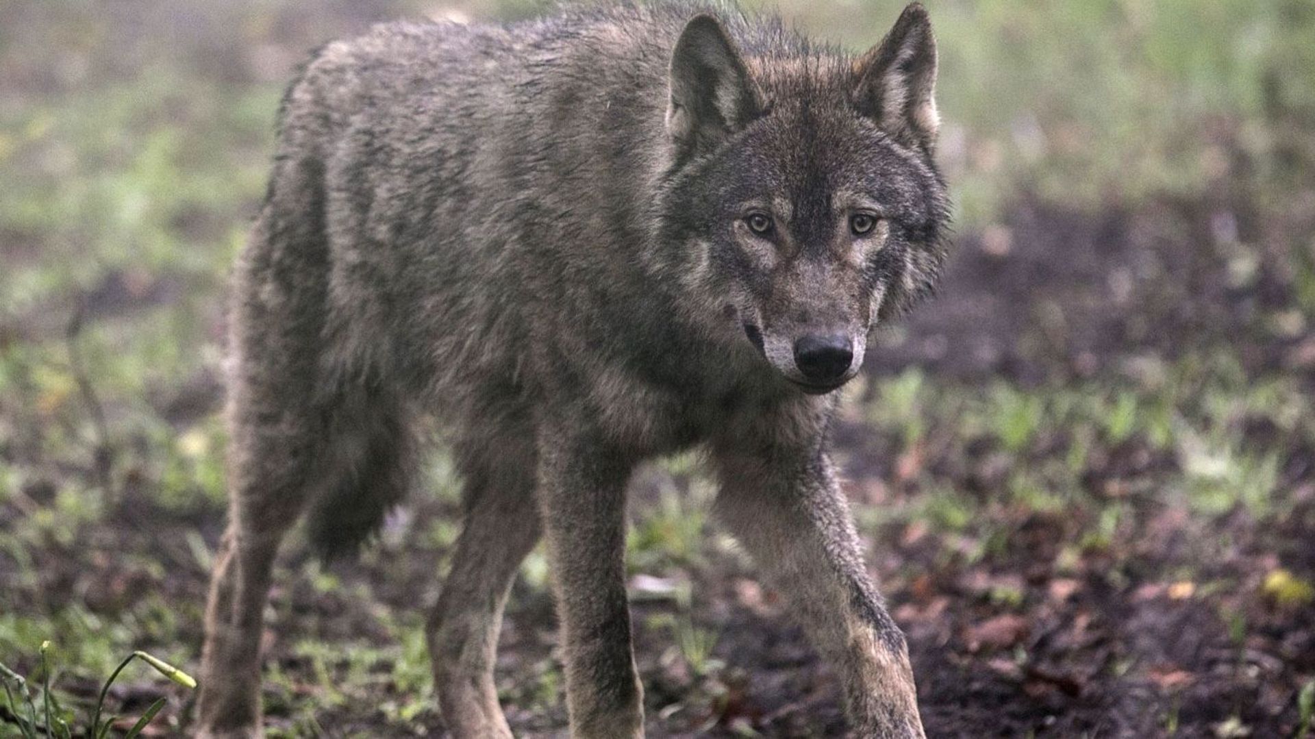Un jeune loup est-il en train de s’établir dans le grand massif de Saint-Hubert ?