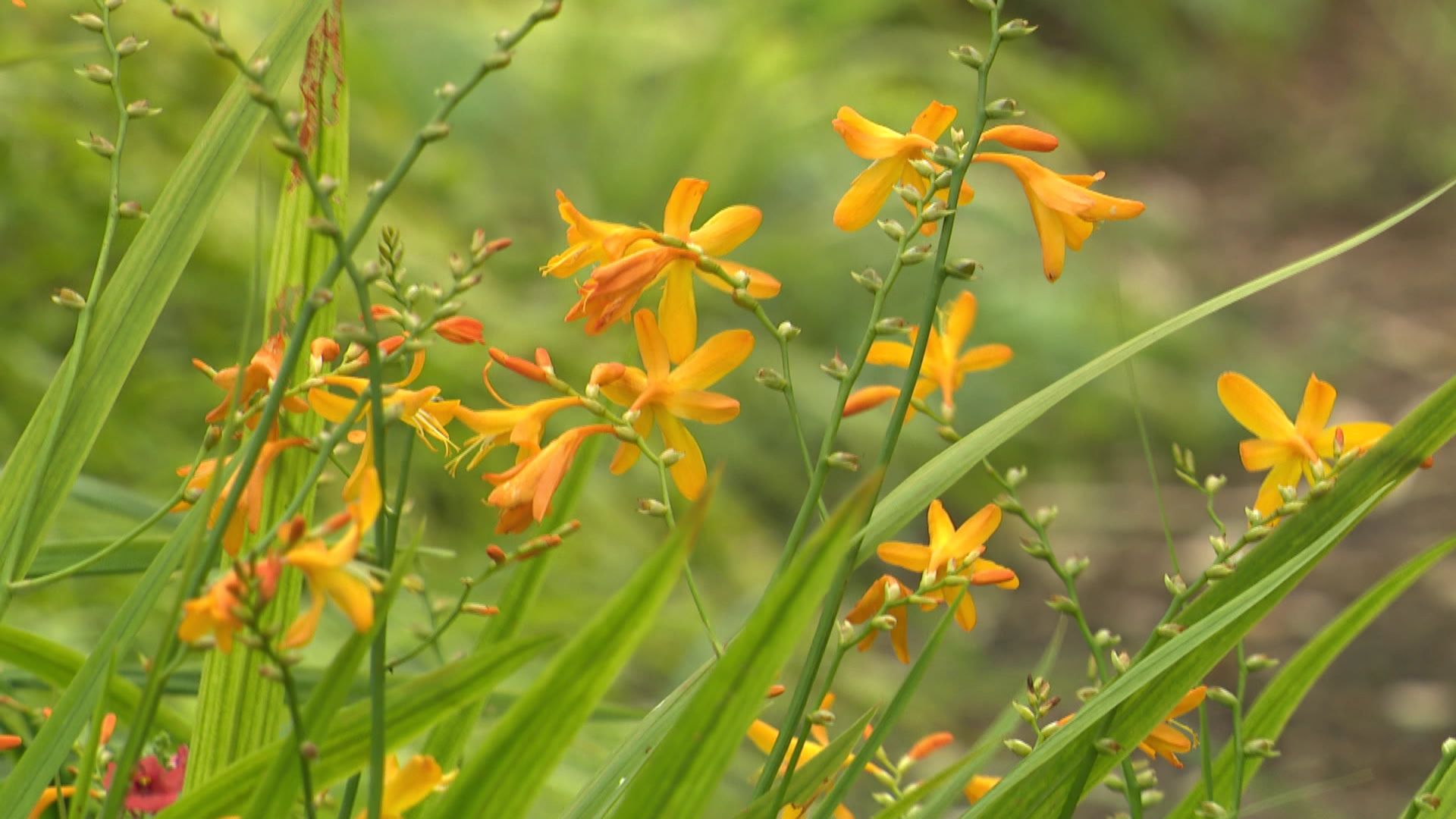 Crocosmia x crocosmiiflora ‘Norwich Canary’ 