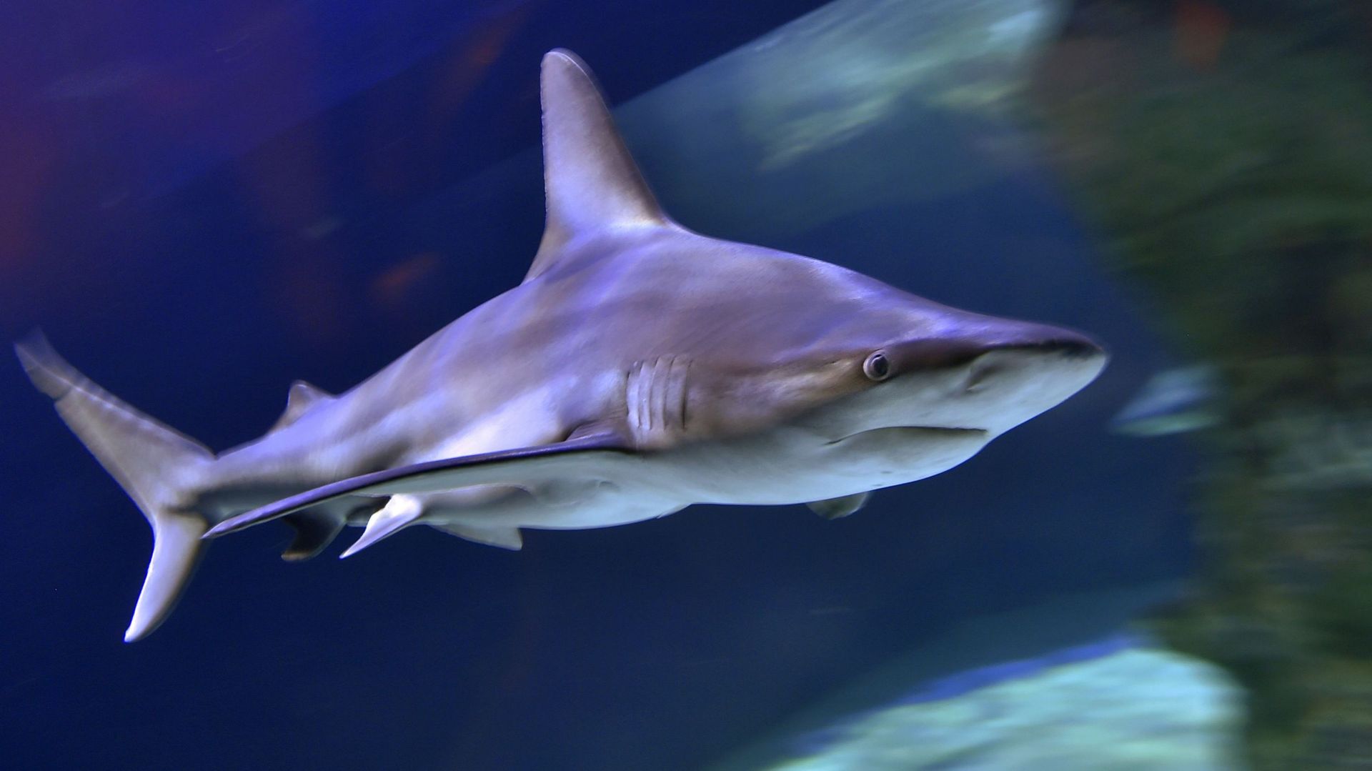 Un Américain de 38 ans vole un requin dans un aquarium RTBF Actus — free download