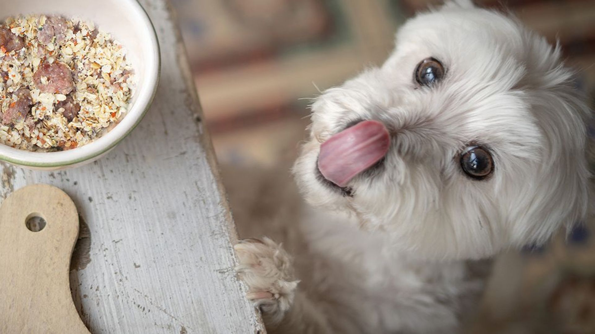 Un granola spécialement étudié pour les chiens, par une start-up wallonne - 