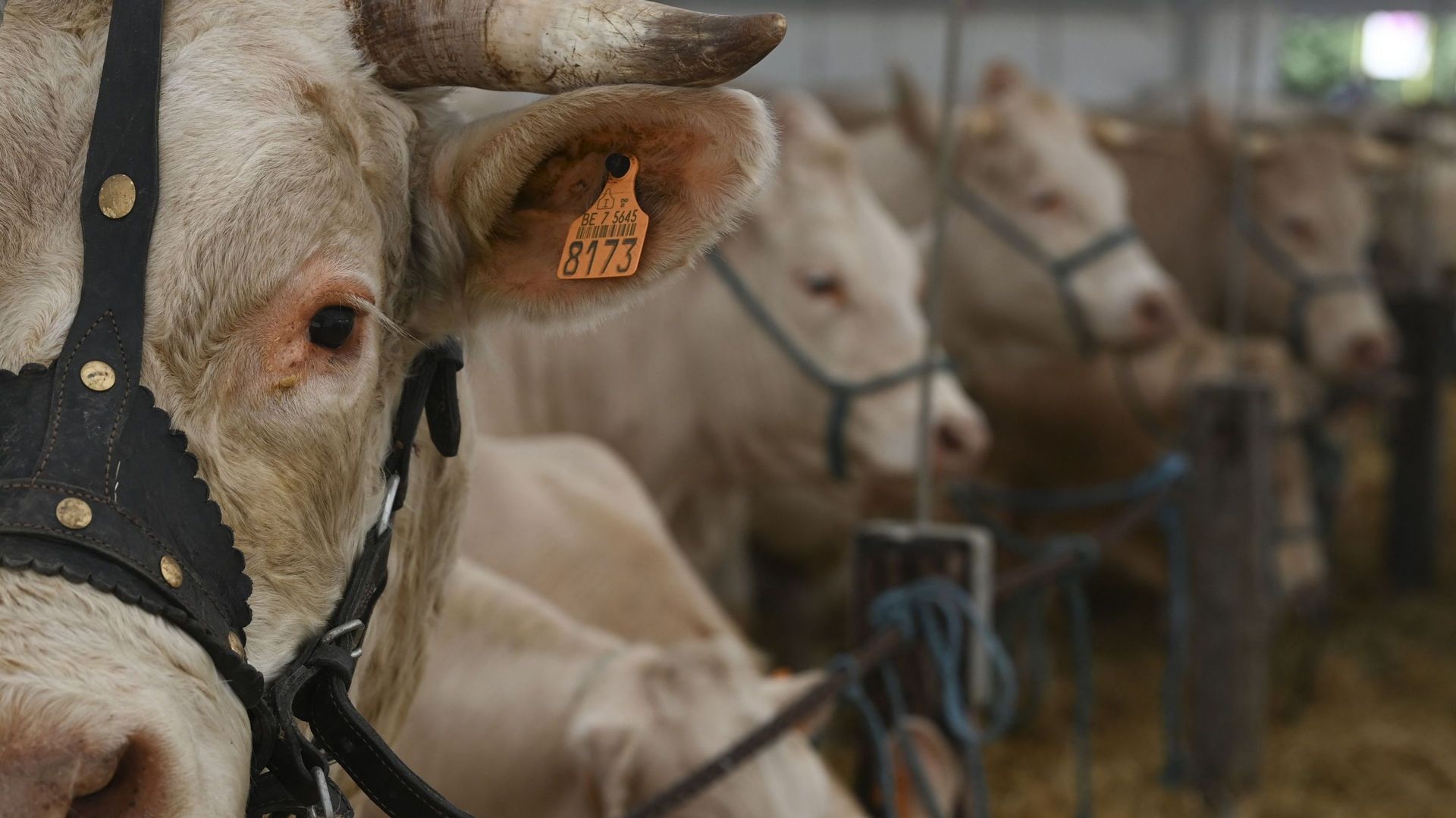 Une vache charolaise lors de la foire agricole de plein air de Libramont, le 30 juillet 2022 (illustration)