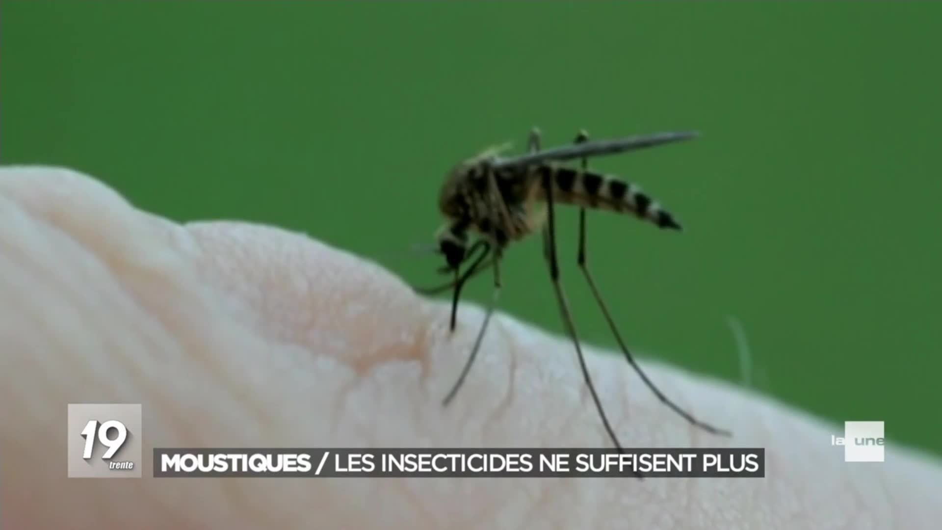 Des moustiques tigres ont hiberné en Belgique et s'y reproduisent