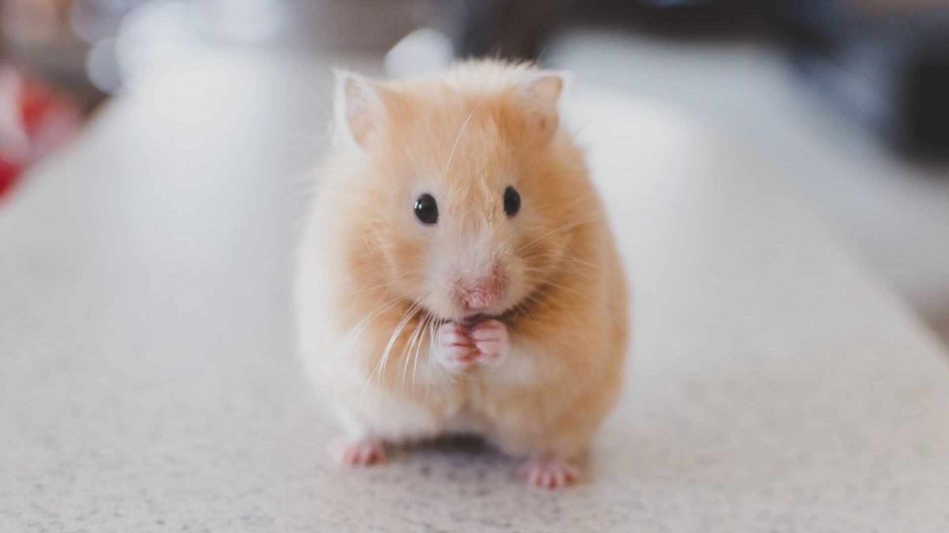 Les hamster ont un récepteur au virus proche de celui de l'homme. 