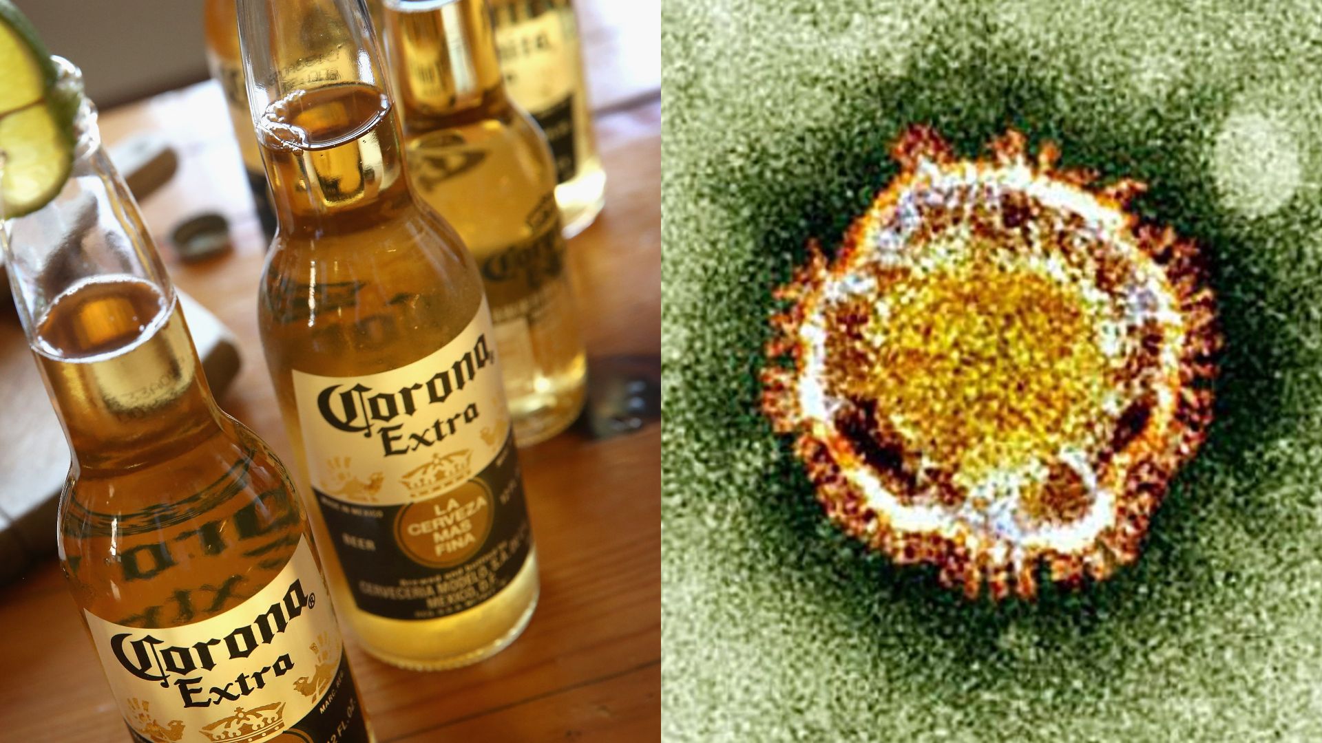 Le seul point commun entre le virus et la bière se trouve au niveau de l’origine des noms : "corona" signifie "couronne" en latin.