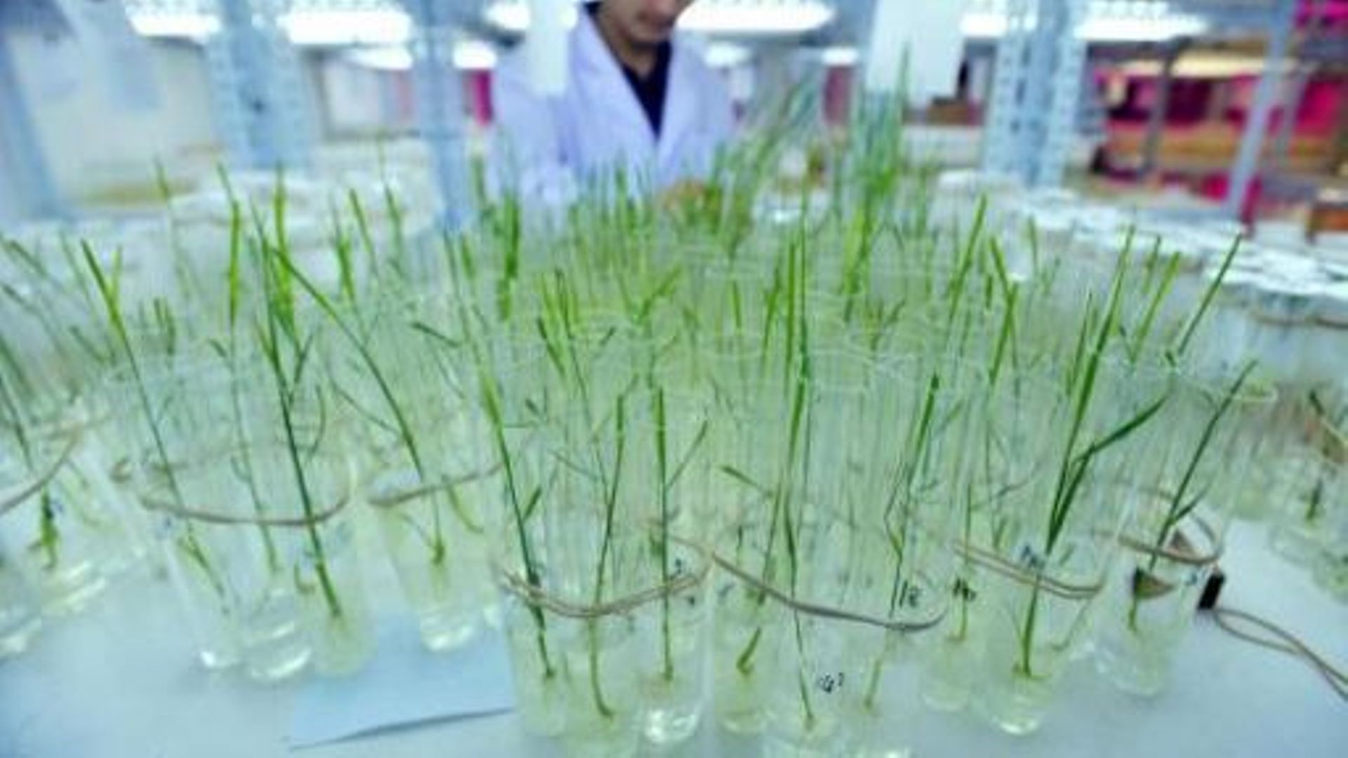 Depuis des années, le riz génétiquement modifié circule illégalement en Chine.