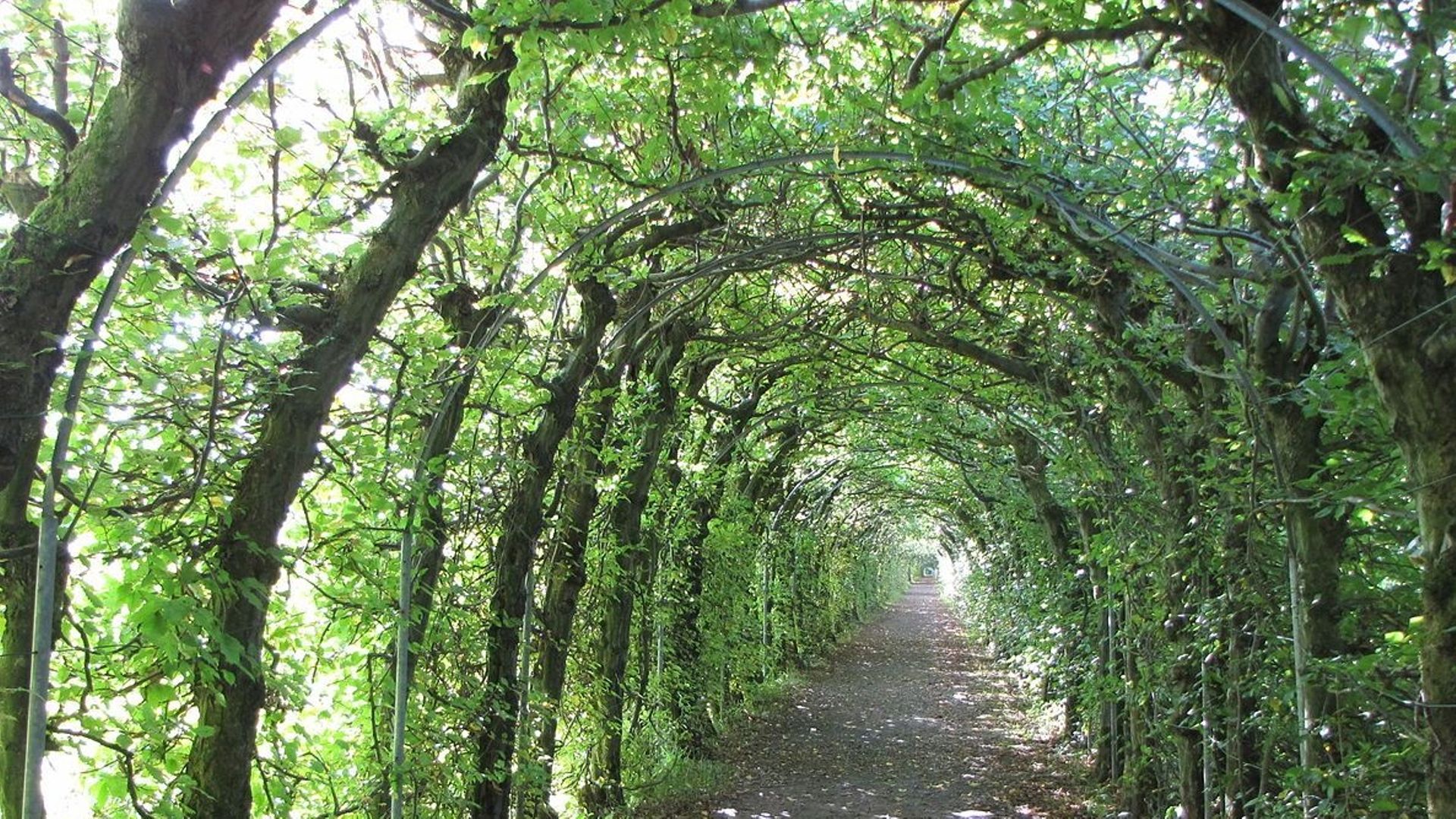 Ce tunnel végétal se compose de 4700 plants de charme qui forment une voûte