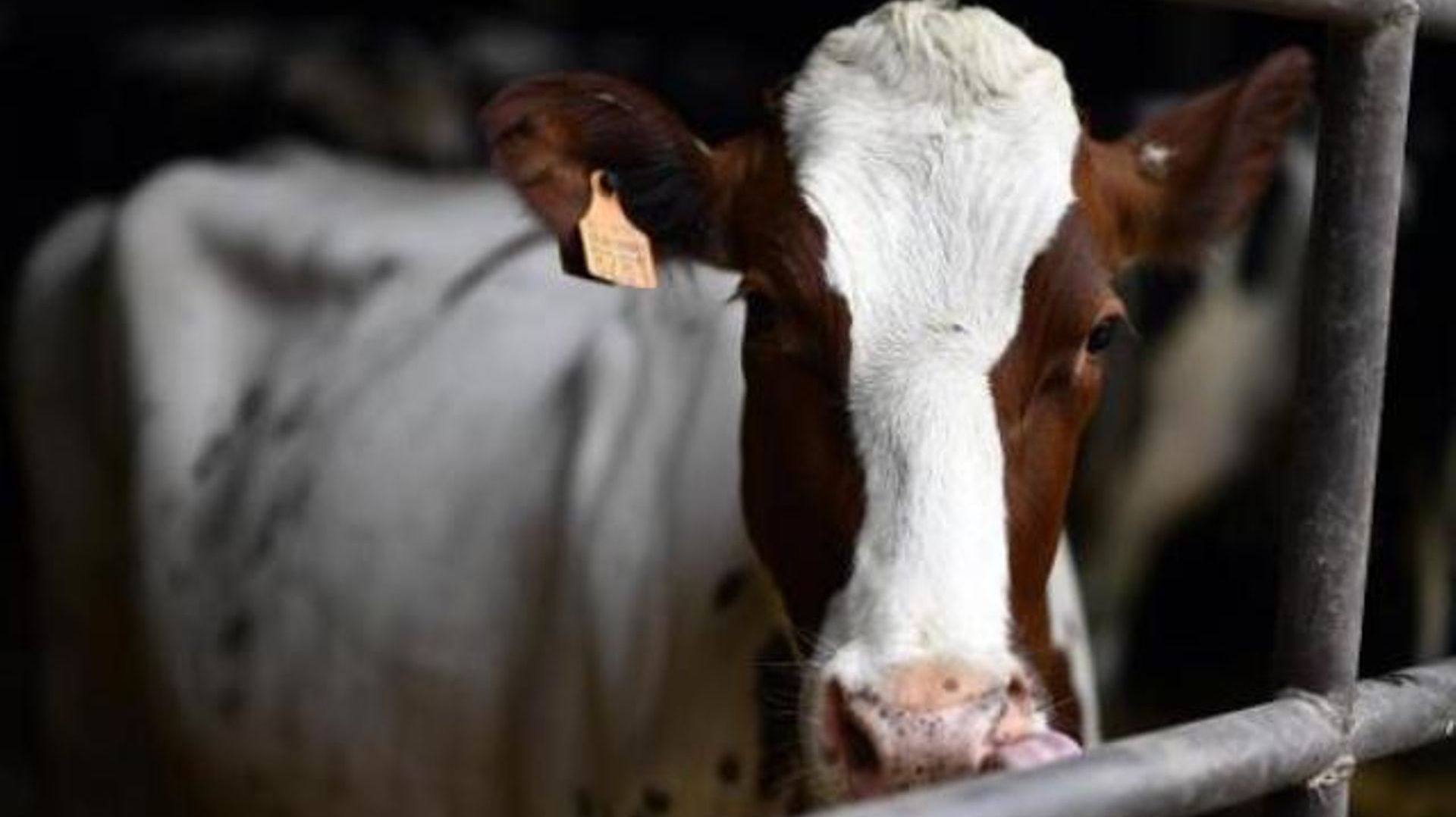 Un cas de la maladie de la "vache folle" détecté en Angleterre
