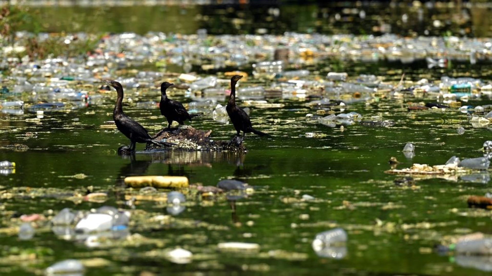 Des cormorans au milieu des déchets plastiques et autres qui flottent à la surface du réservoir Cerron Grande à Potonico, le 9 septembre 2022 au Salvador