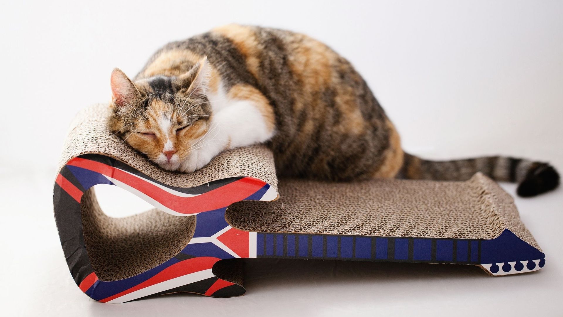 Le chat, animal rebelle et sauvage comme le rock