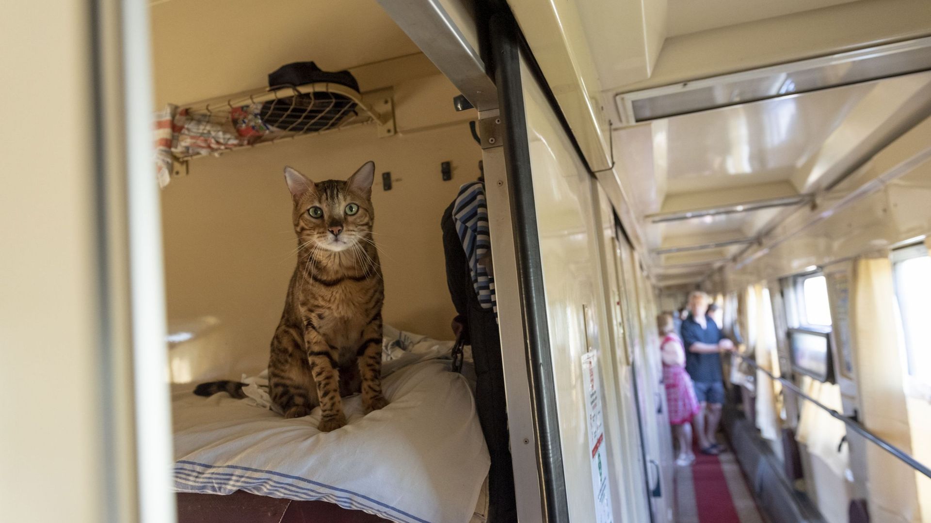 La minute insolite : ils reçoivent une grosse amende, car leur chat miaulait dans le train