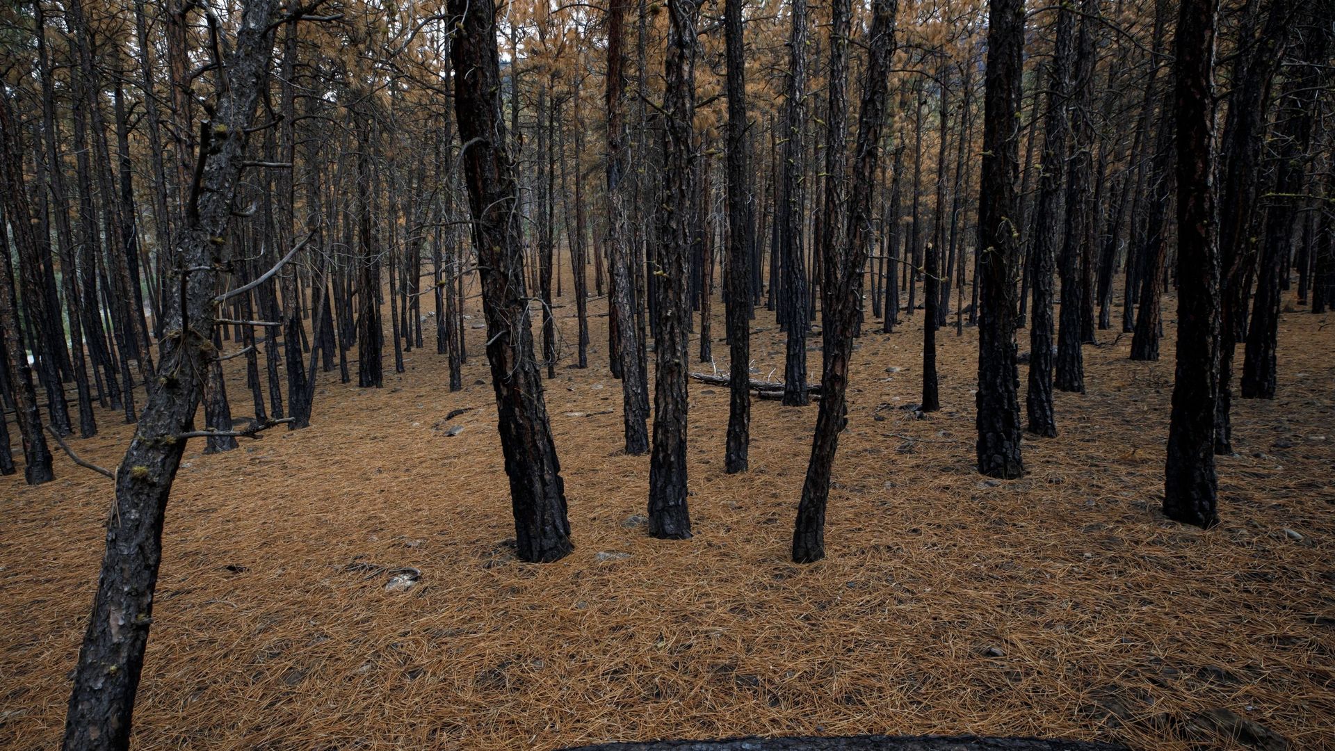 Des arbres carbonisés par des incendies de forêt à la périphérie de Lytton, en Colombie-Britannique, le 1er septembre 2021. 