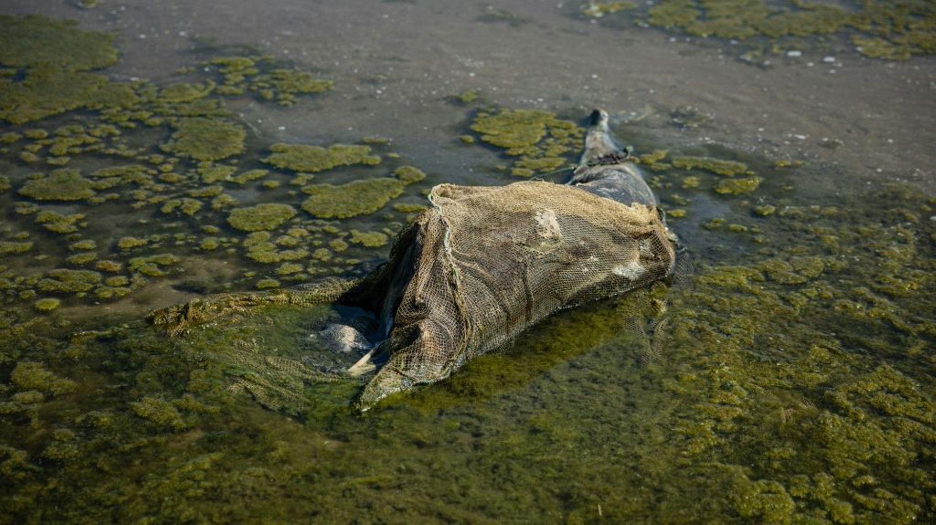 Un dauphin mort sur une plage du parc national des Lagunes de Touzly, le 28 août 2022 en Ukraine.
