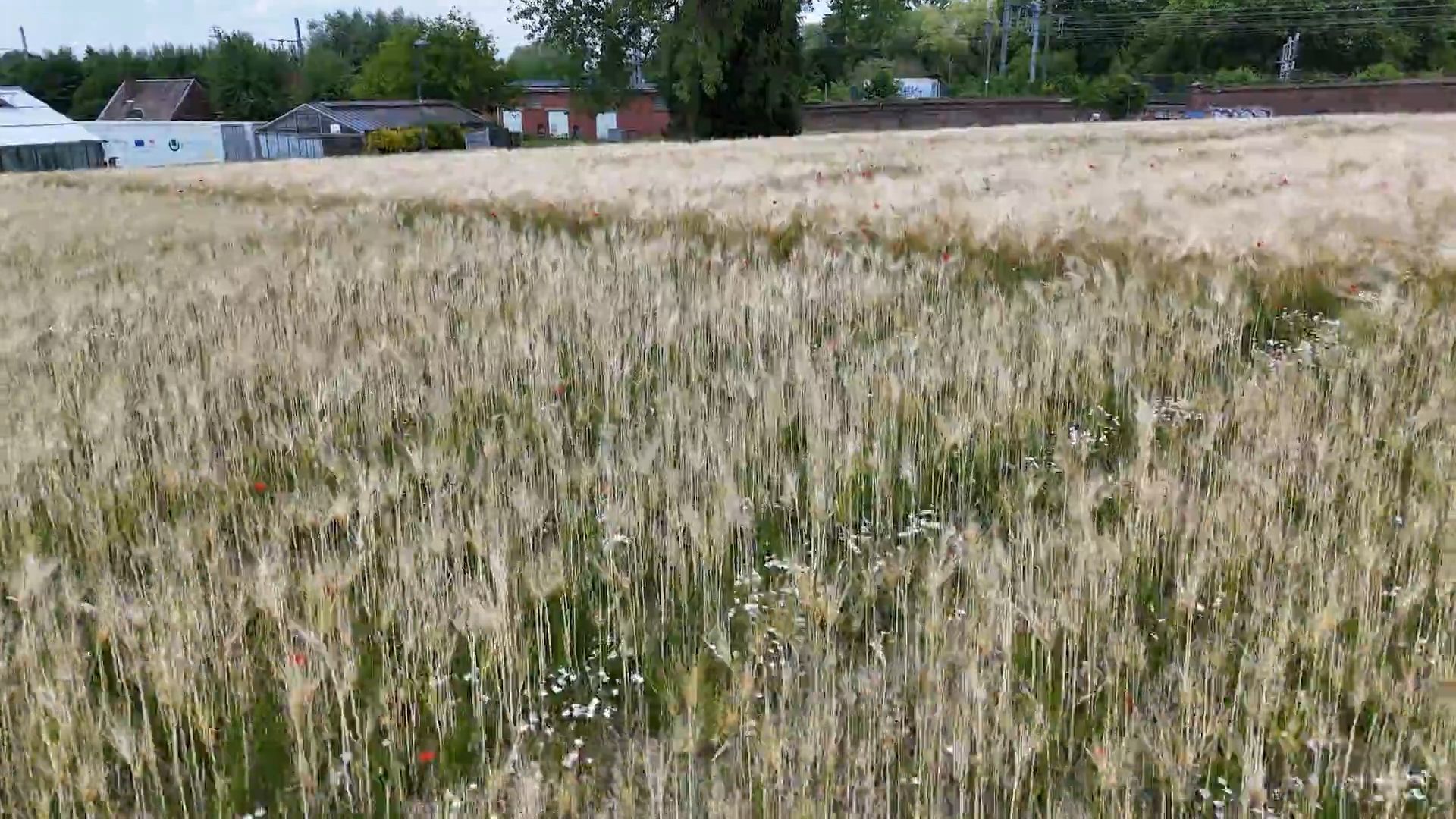 Du parfum dans les champs pour faire fuir les insectes nuisibles