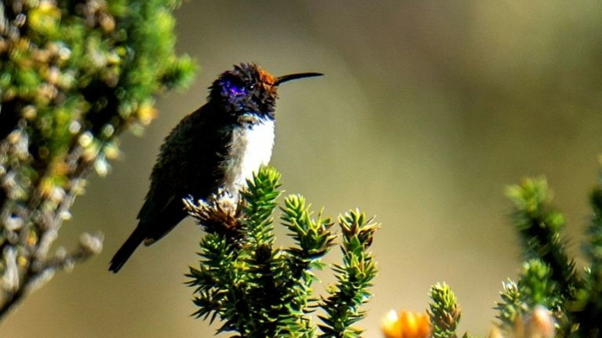 Le colibri, l'oiseau de tous les records