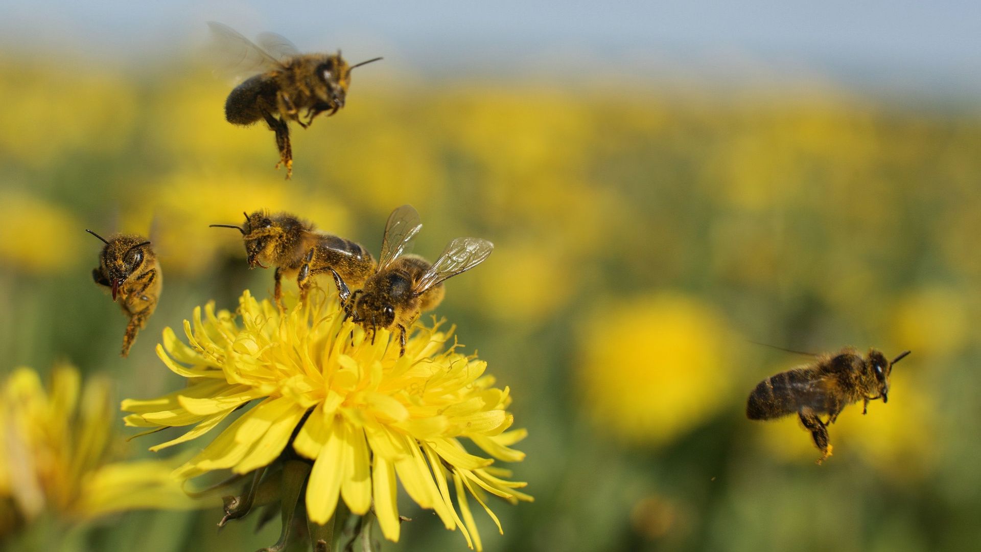La danse des abeilles inspire la recherche sur des mini-robots.