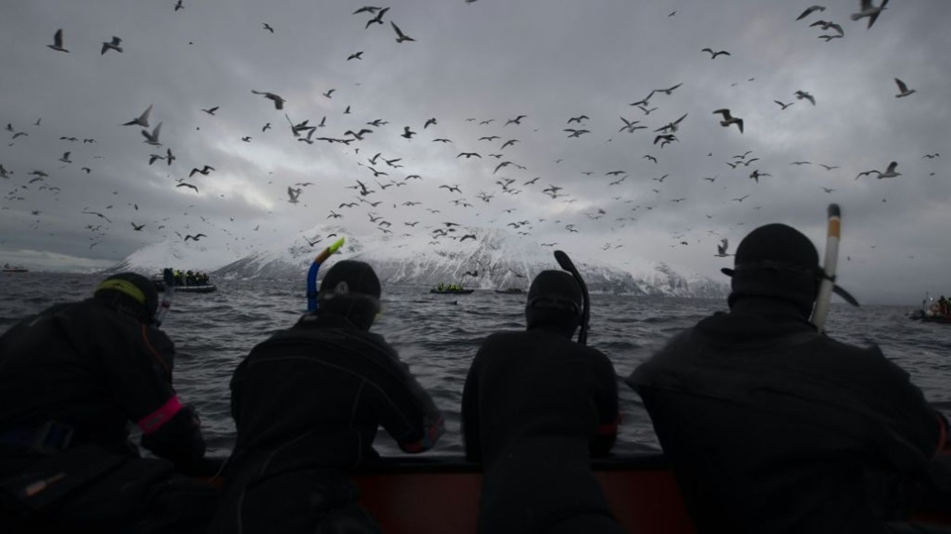 Des touristes tentent d’observer des orques le 23 novembre 2021 dans le fjord de Skjervoy, en Norvège