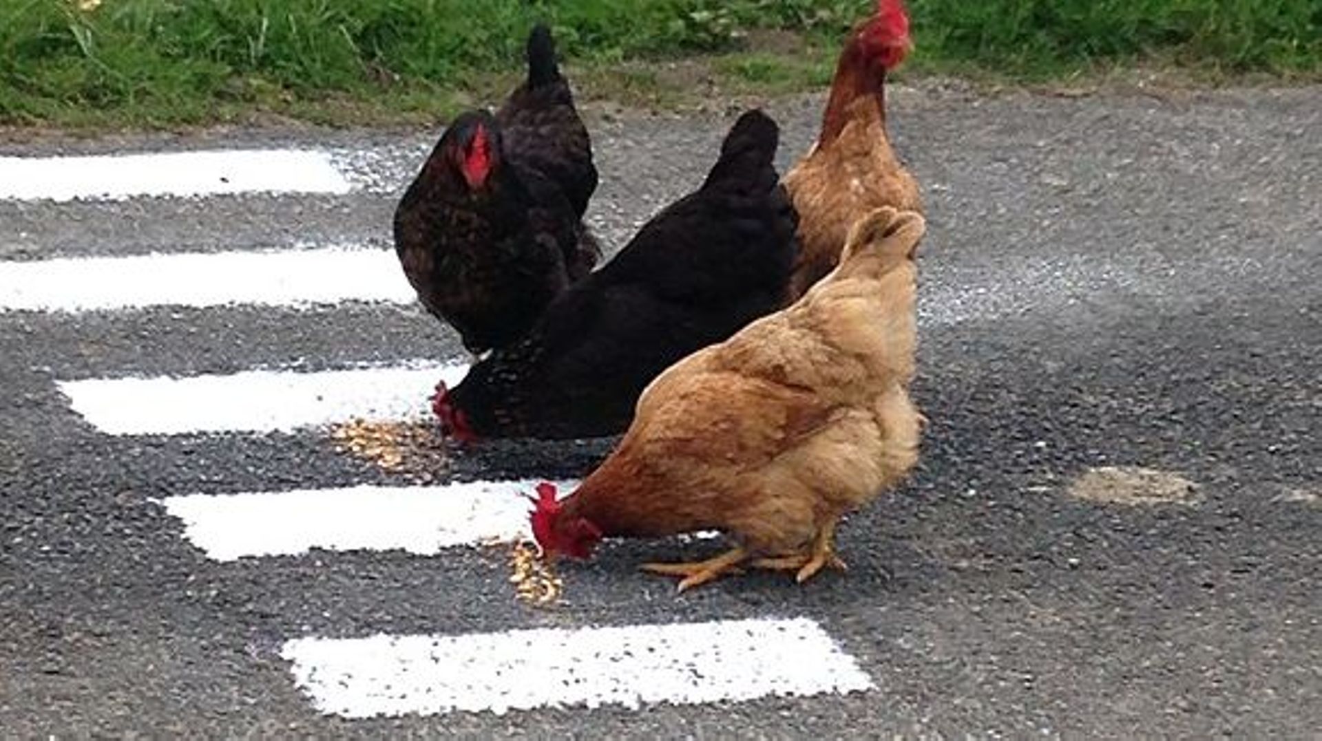 Il laisse ses poules courir sur la route pour ralentir la circulation