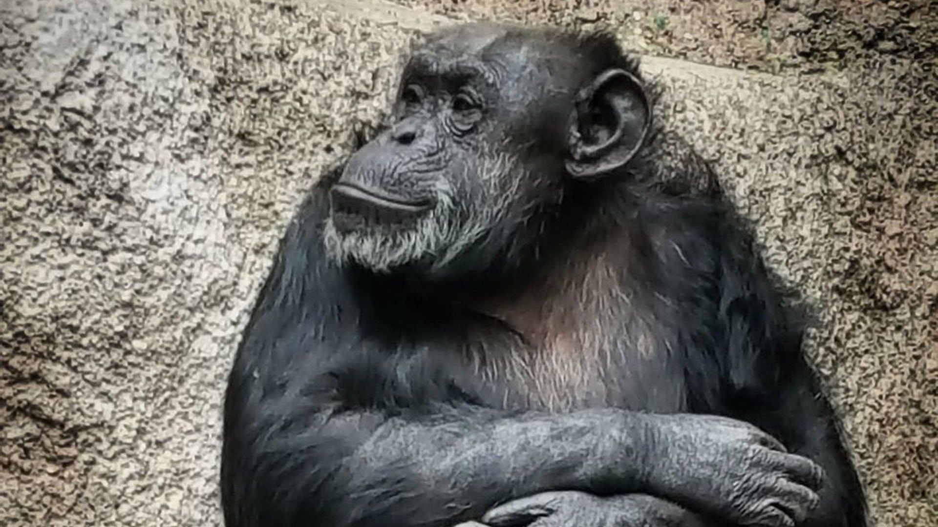 Cécilia déprimait dans un zoo argentin