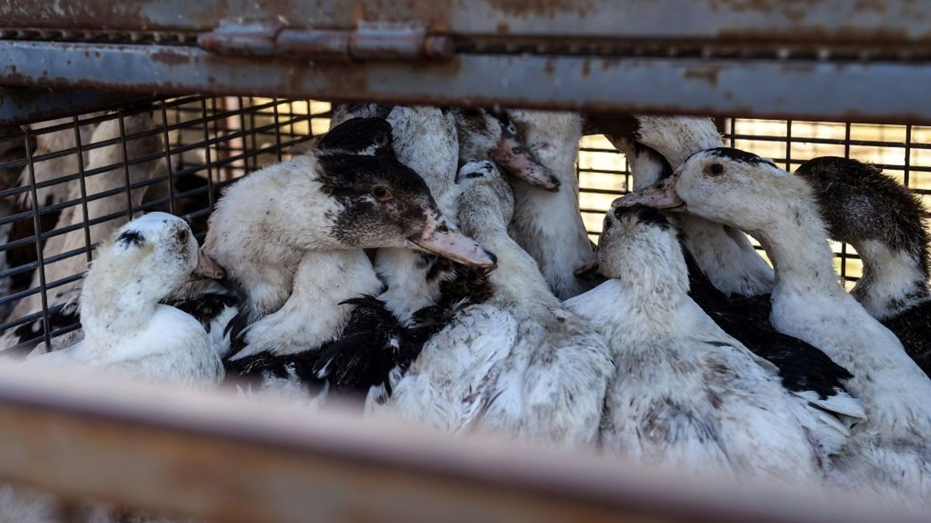 Des canards attendant d’être abattus du fait de l’épidémie de grippe aviaire, à Doazit, dans les Landes, le 26 janvier 2022.