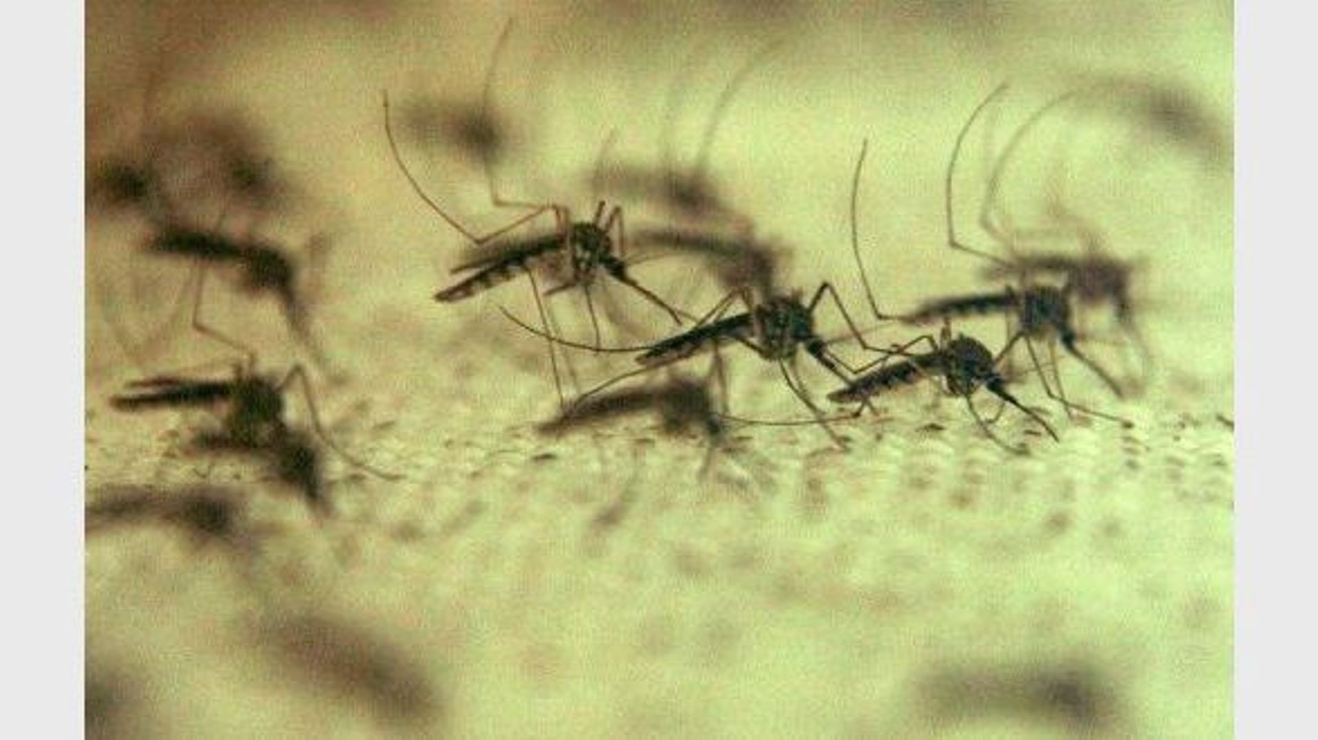Des moustiques dans un laboratoire de recherche
