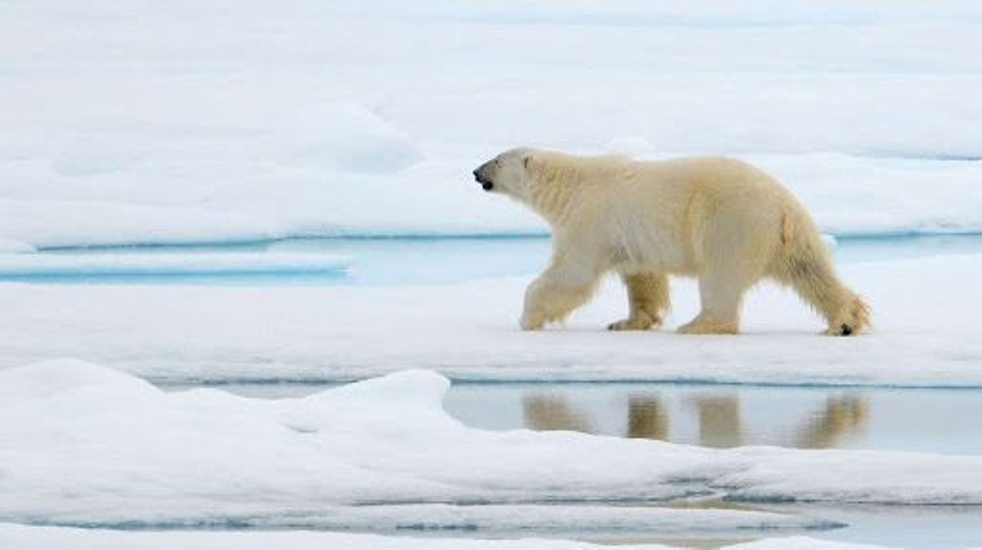 Ours polaire, embème de l'Arctique