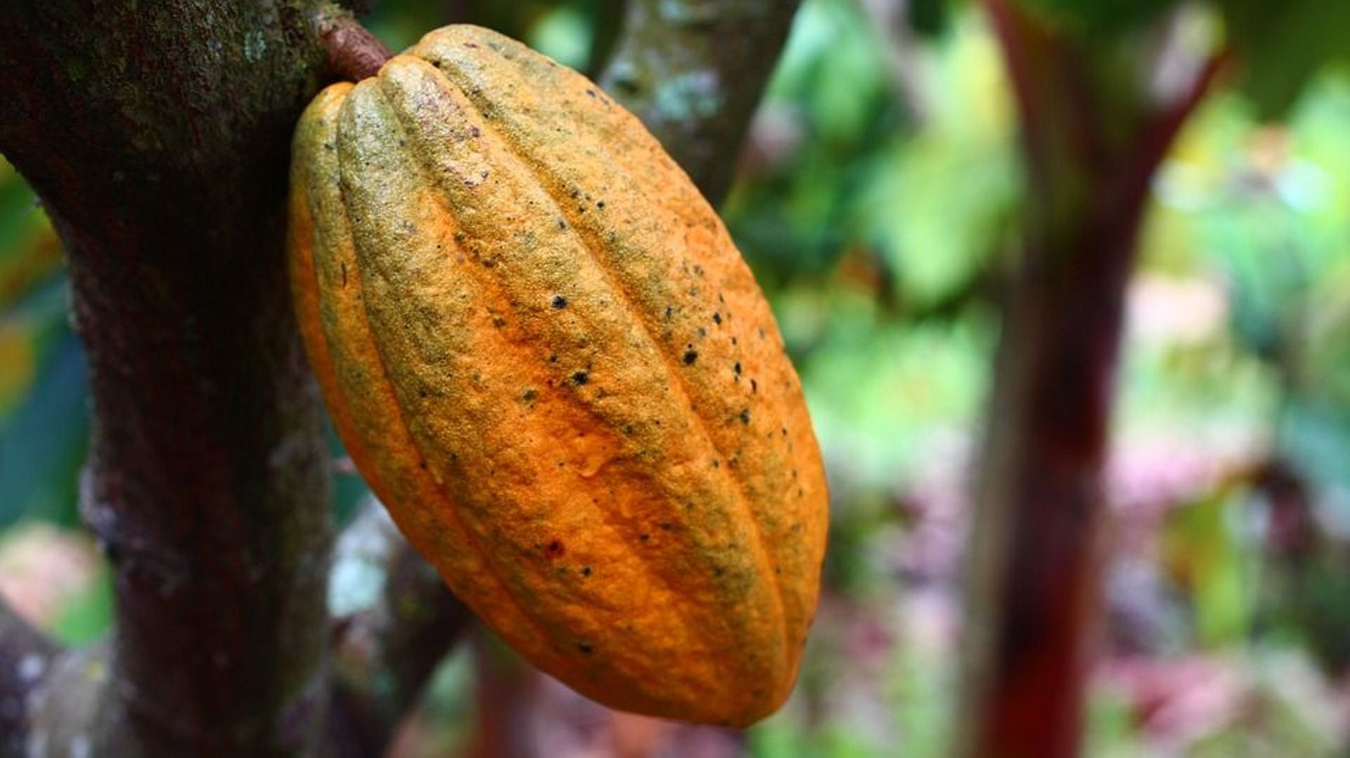 Cacao et chocolat en Côte d'Ivoire