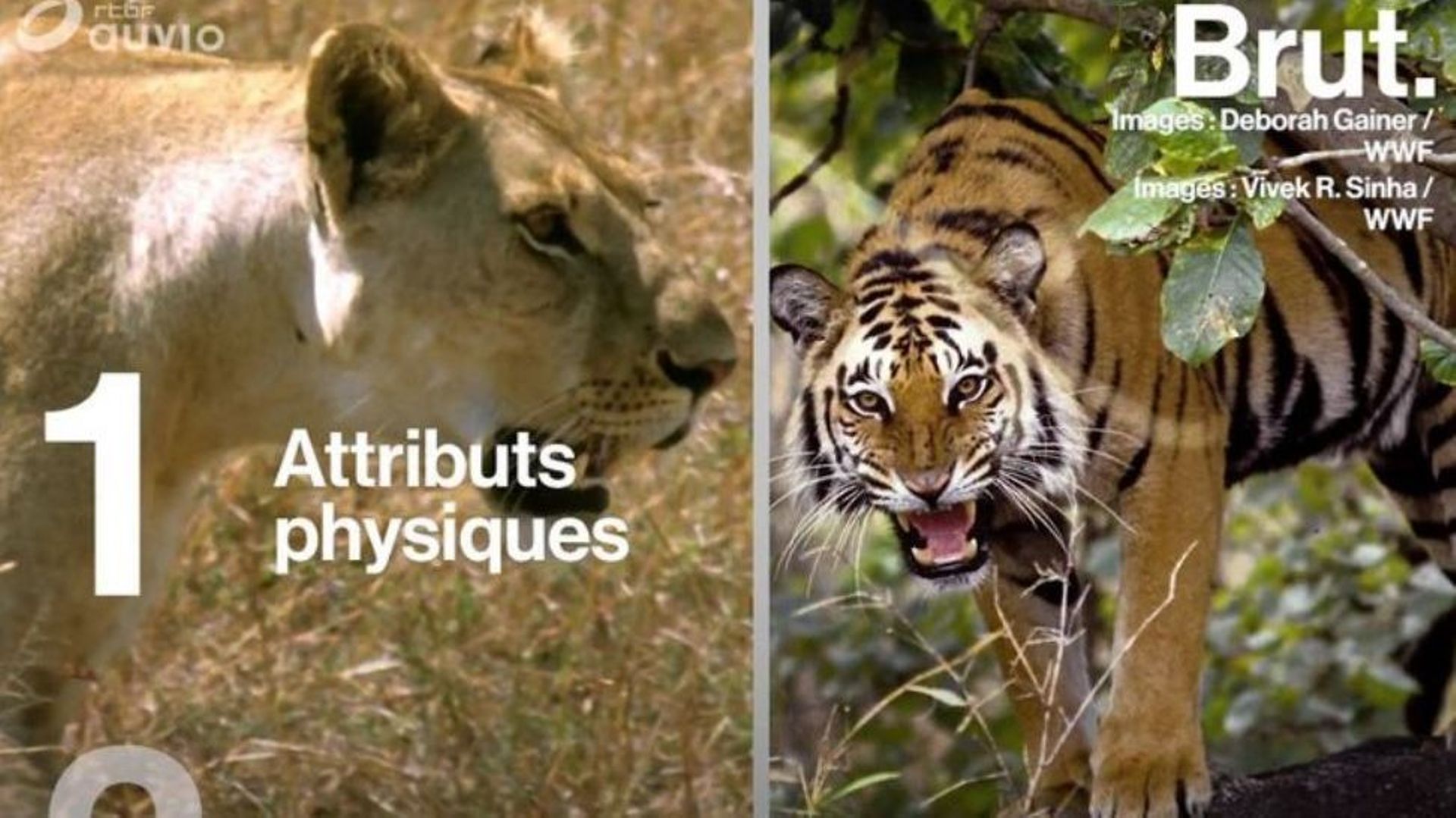 Tigre vs lion : Quel est le meilleur chasseur?