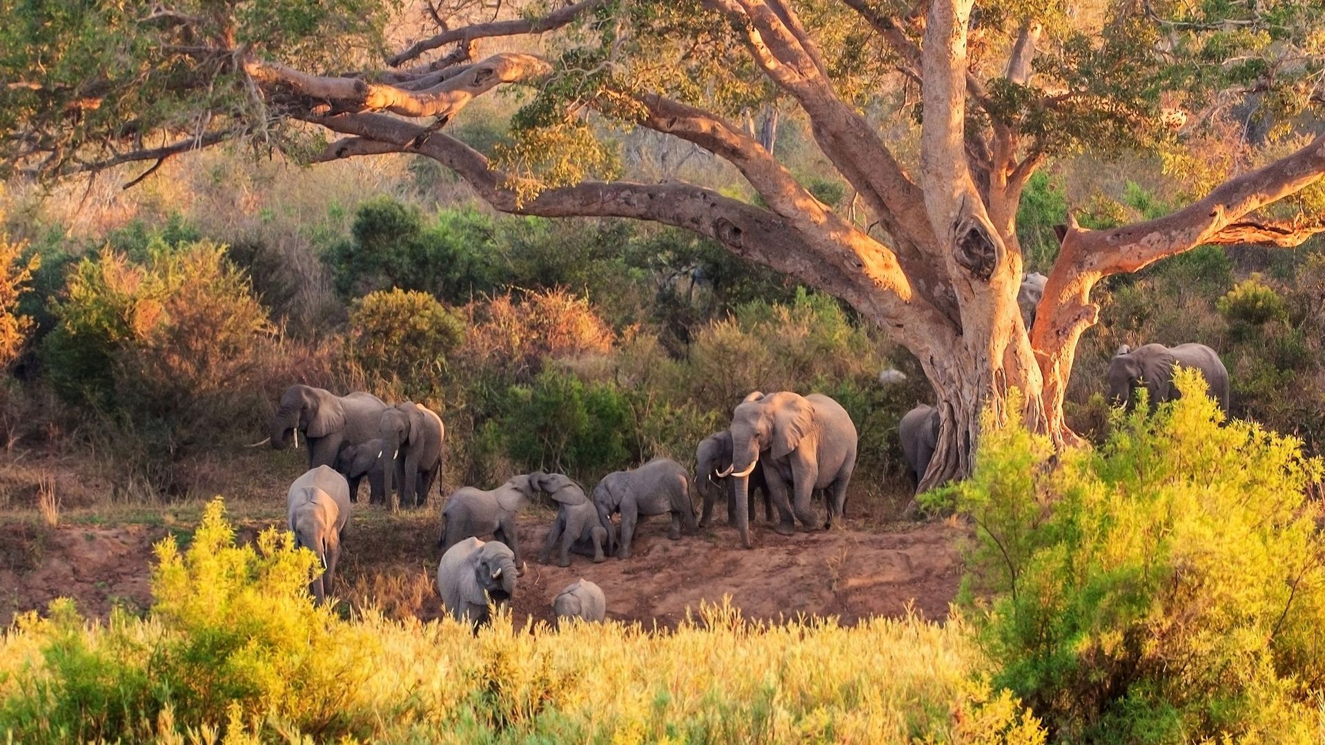 A,Herd,Of,Elephant,At,The,Kruger,National,Park,In