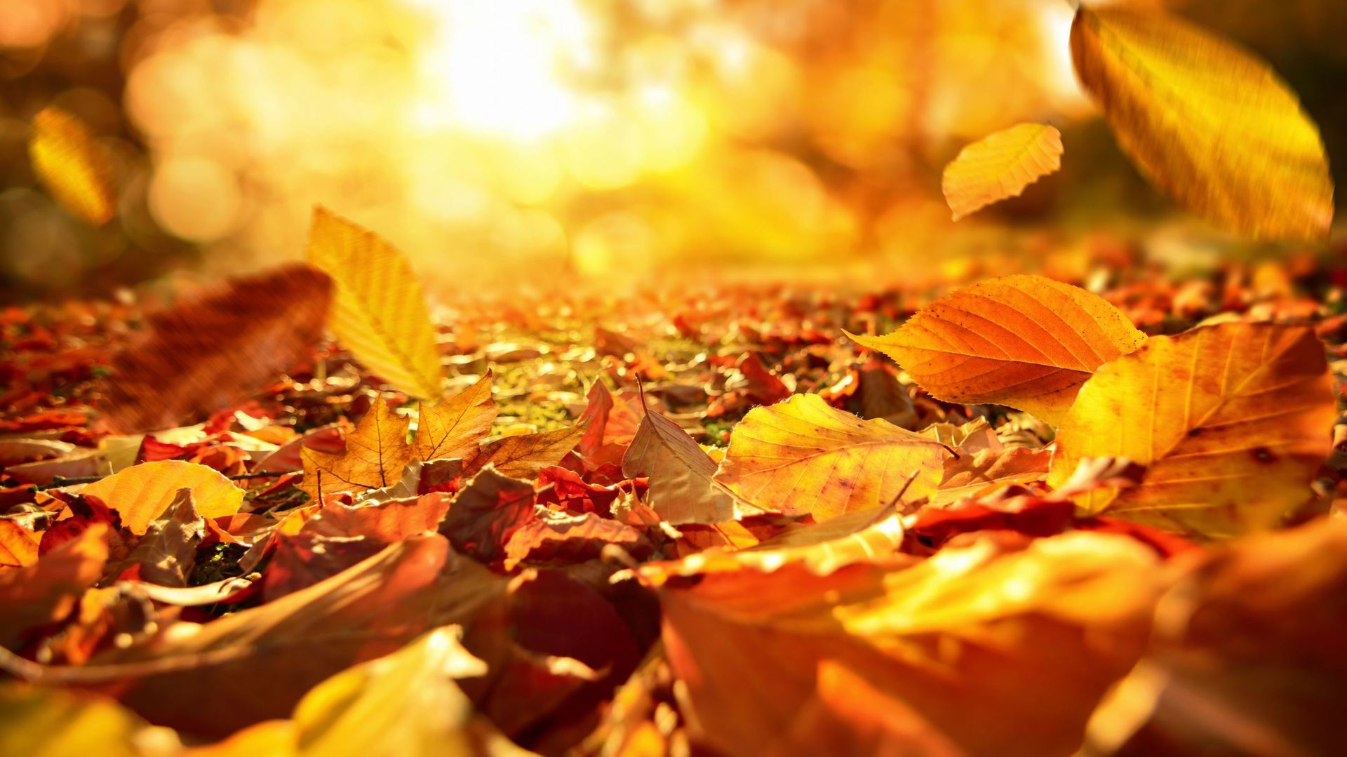 Falling Autumn leaves in lively sunlight