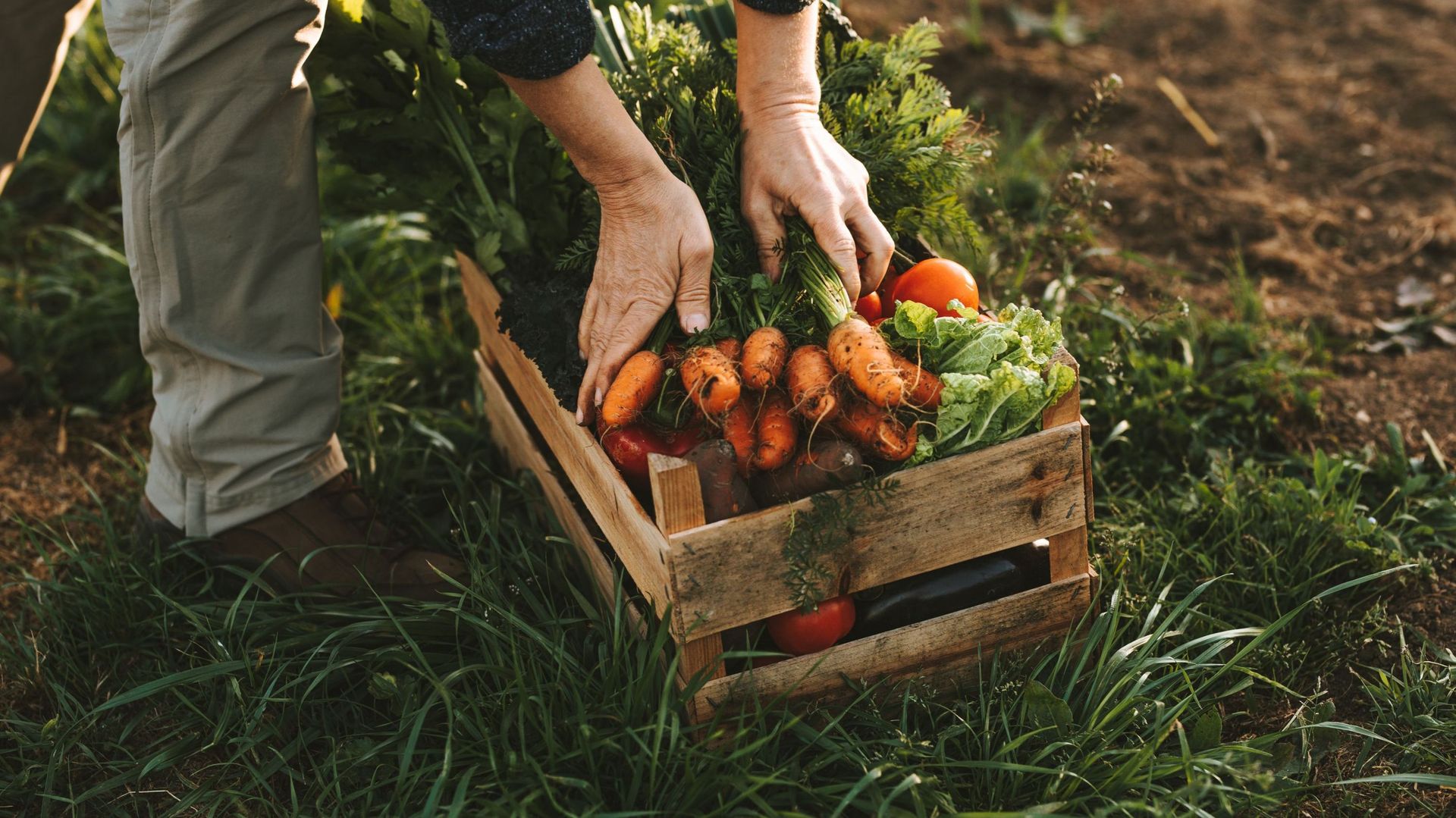 Low Angle View Of Farmer Vegetables On Field