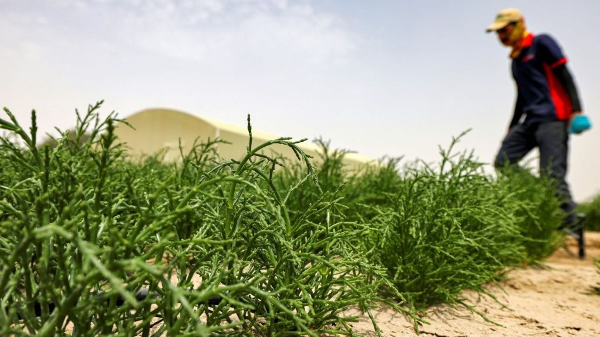 Du désert à l’assiette, les Emirats explorent le potentiel de la salicorne.