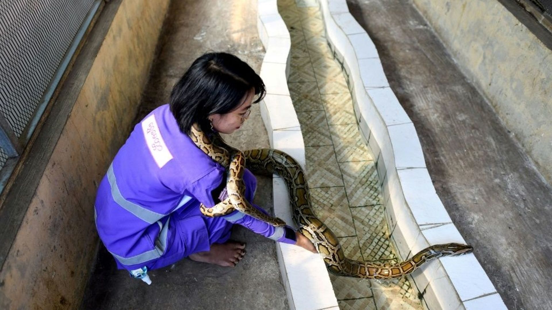 Shwe Lei, chasseuse de serpents, tient un python au monastère bouddhiste de Mingalardon, à Rangoun.