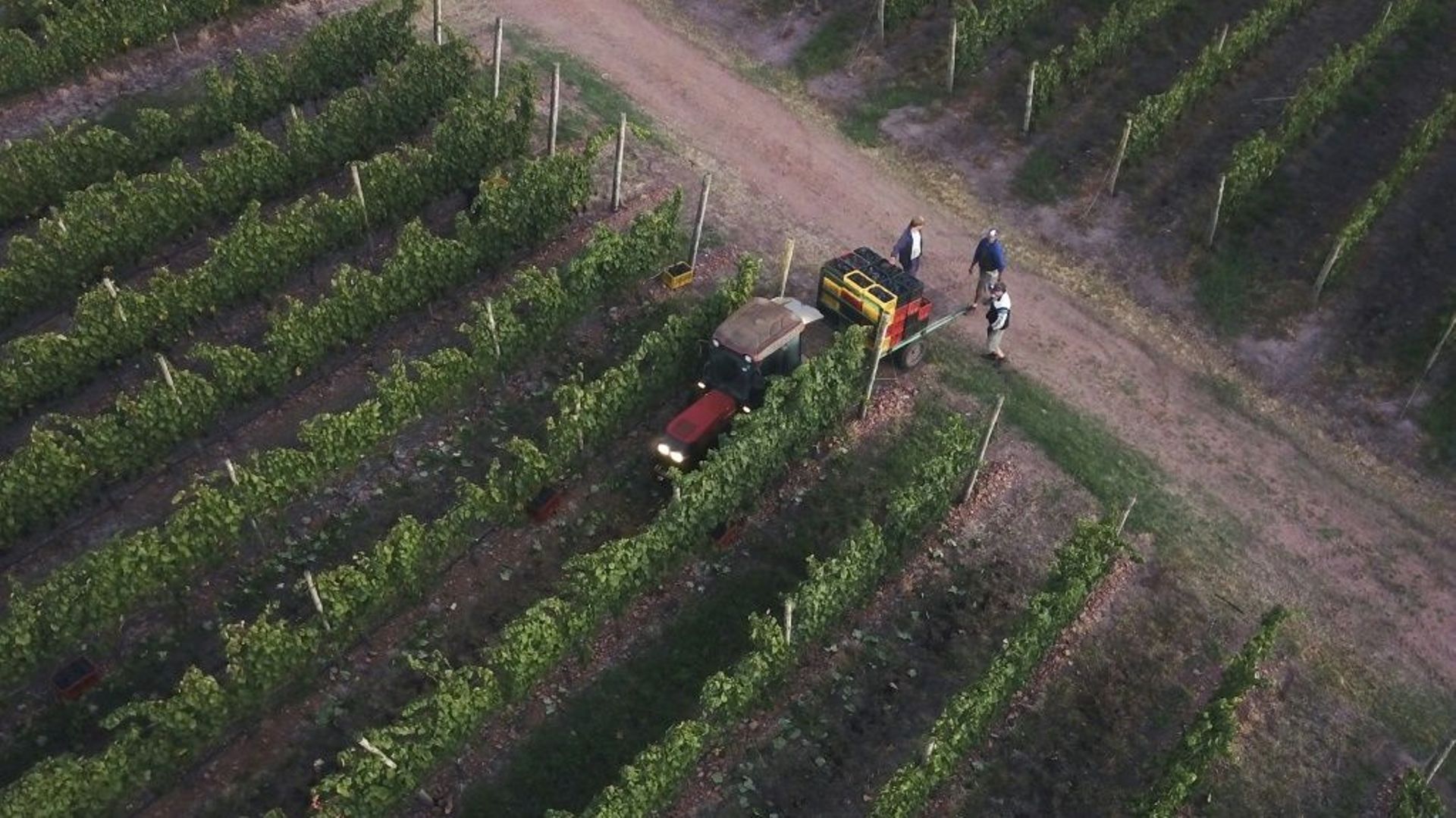 Vendanges dans les rangs de cépage Tannat dans le vignoble de la bodega Bouza, à Melilla, en Uruguay.