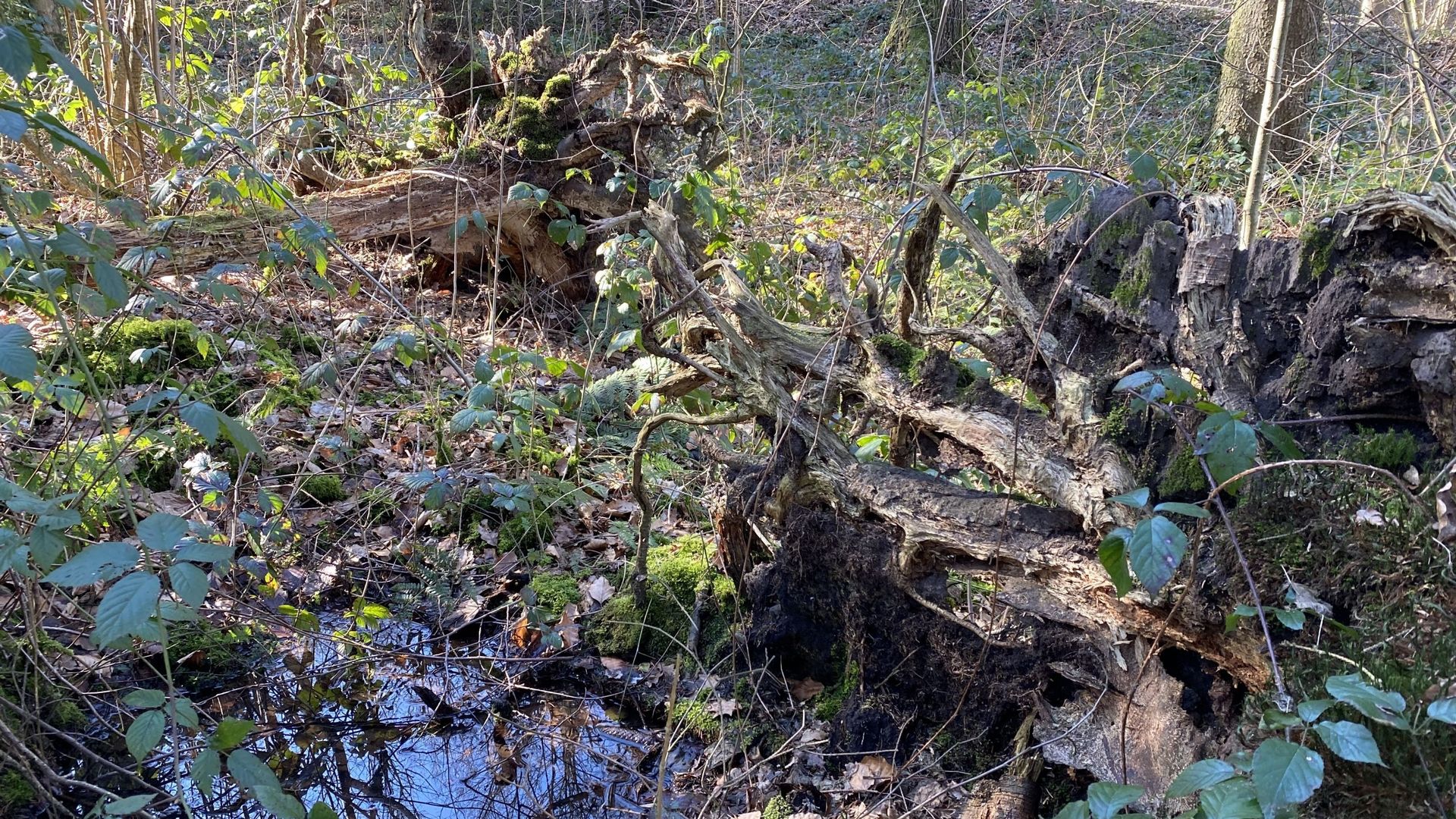La parcelle du bois d’Ohey qui sera restaurée en forêt alluviale est en zone de grand intérêt biologique malgré la présence de nombreux épicéas.