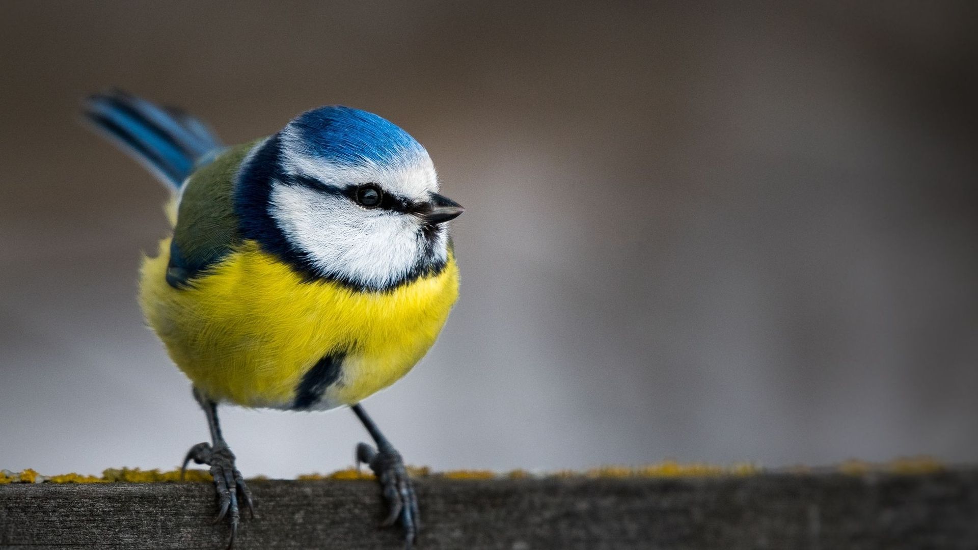 Ces oiseaux changent de couleur à cause du réchauffement climatique.