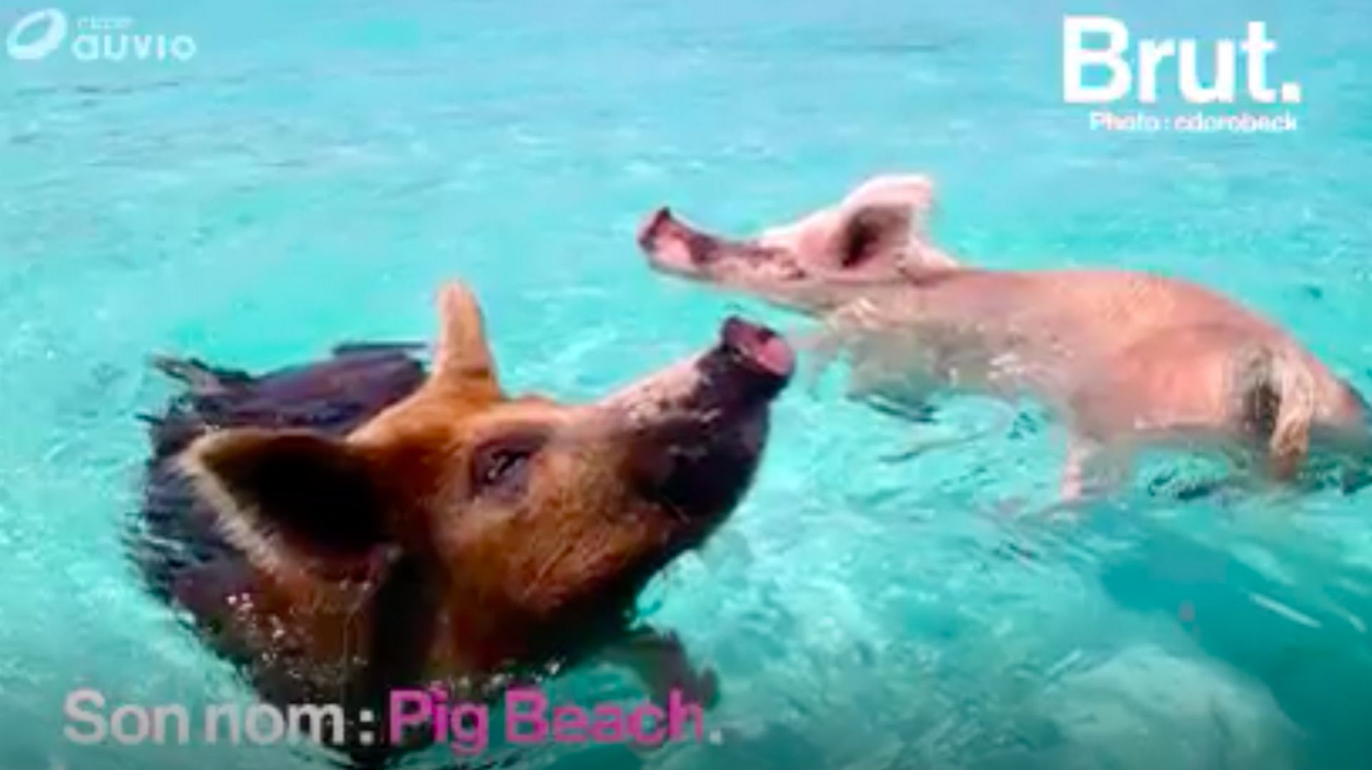 Pig Beach, une surprenante île des Bahamas