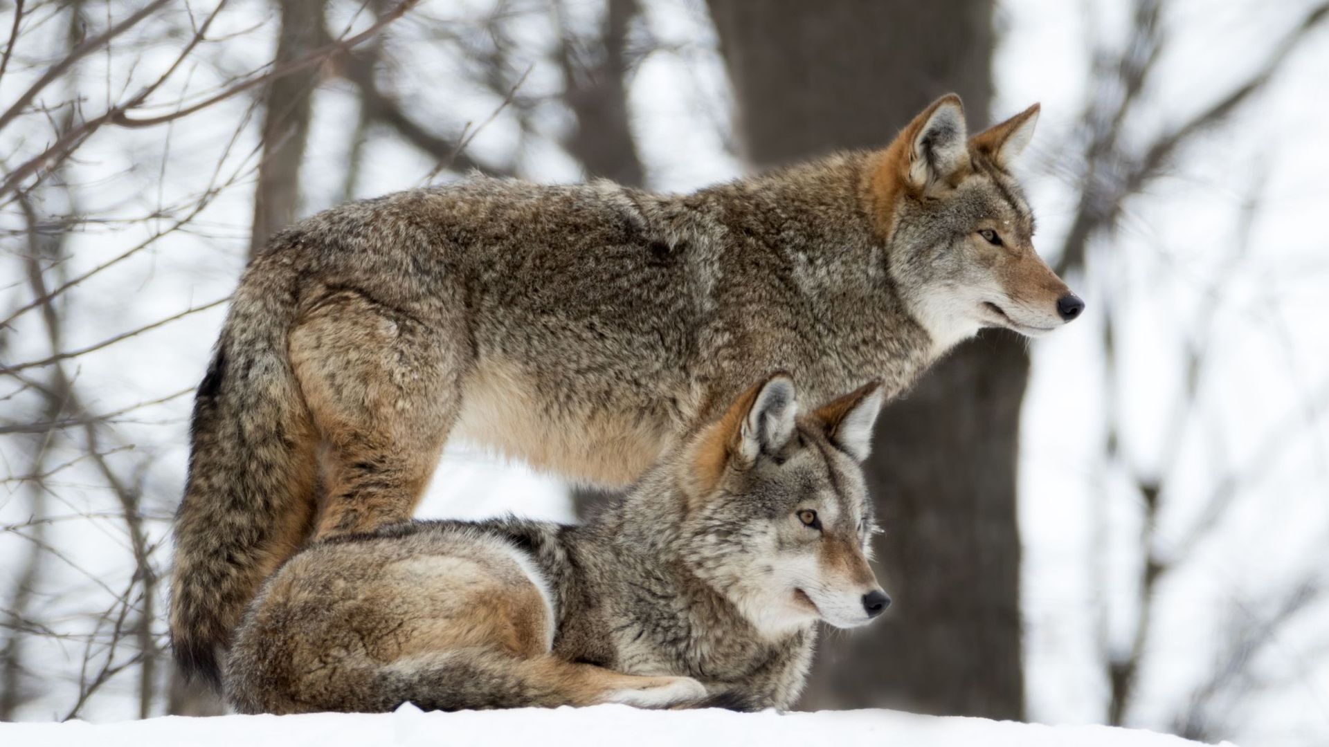 Loups gris : ils contribuent à la préservation du tissu végétal.